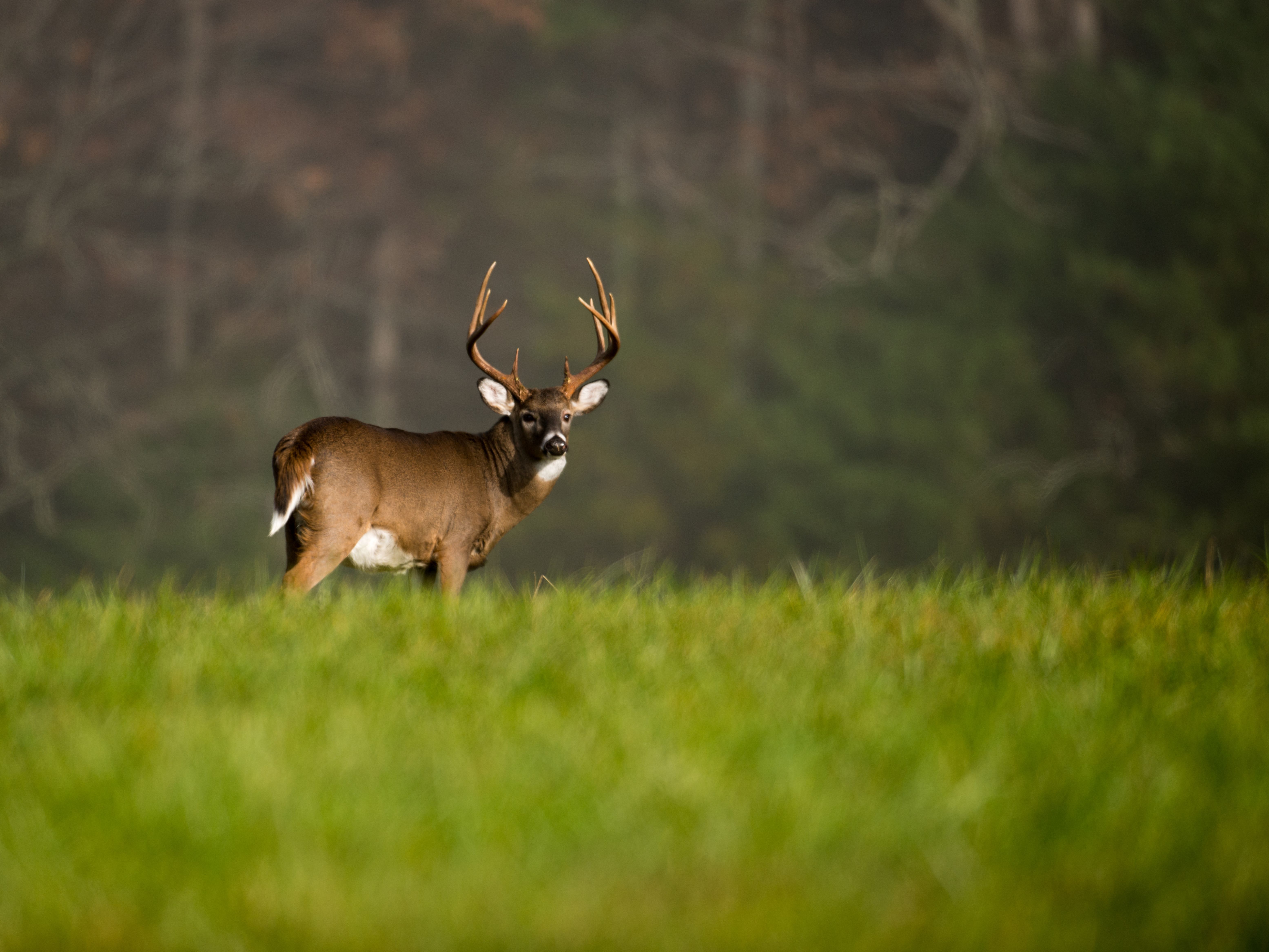 A whitetail buck in a green field, creating a food plot concept. 