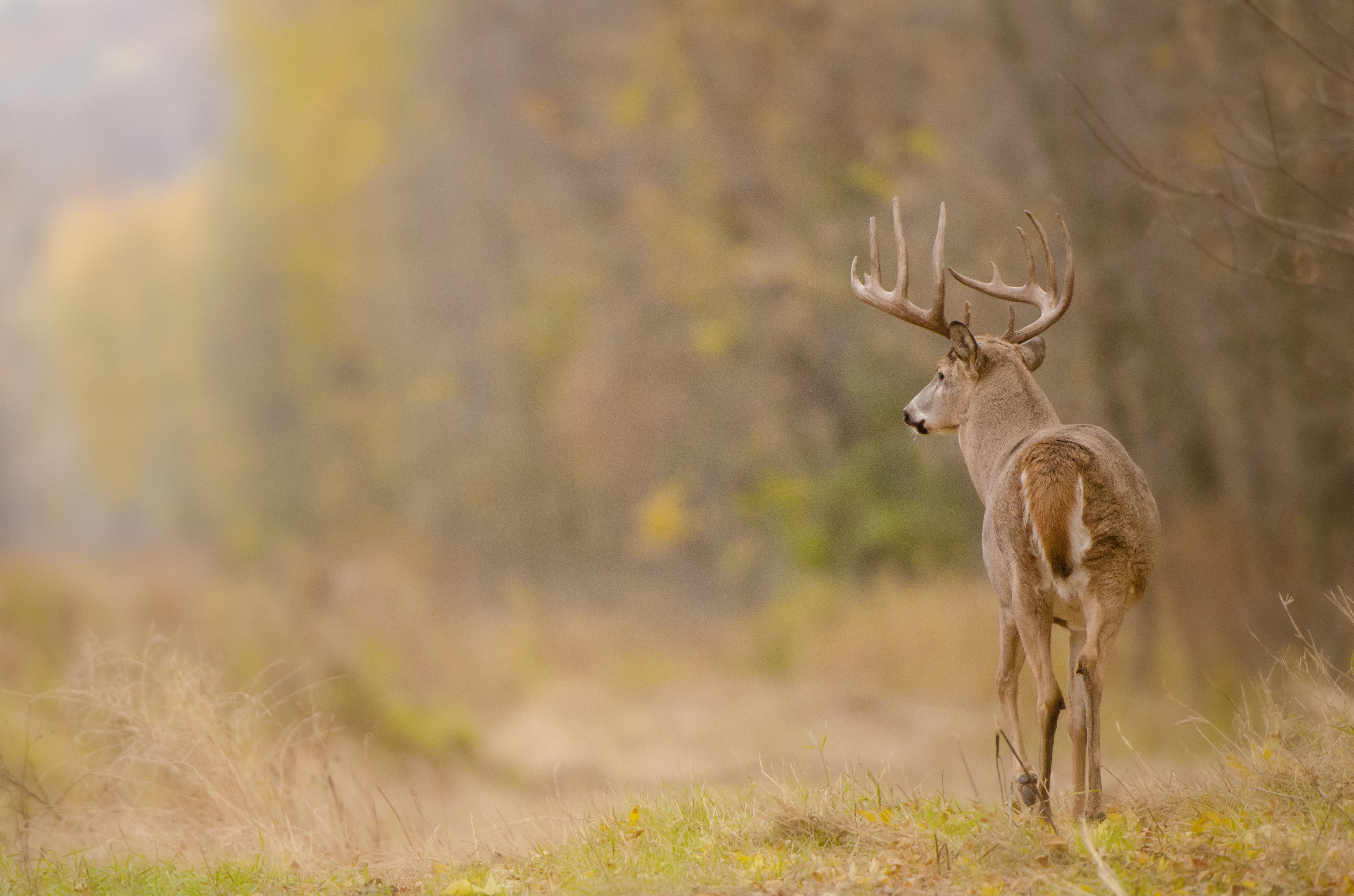 A whitetail deer from behind, best time to hunt whitetail deer concept. 