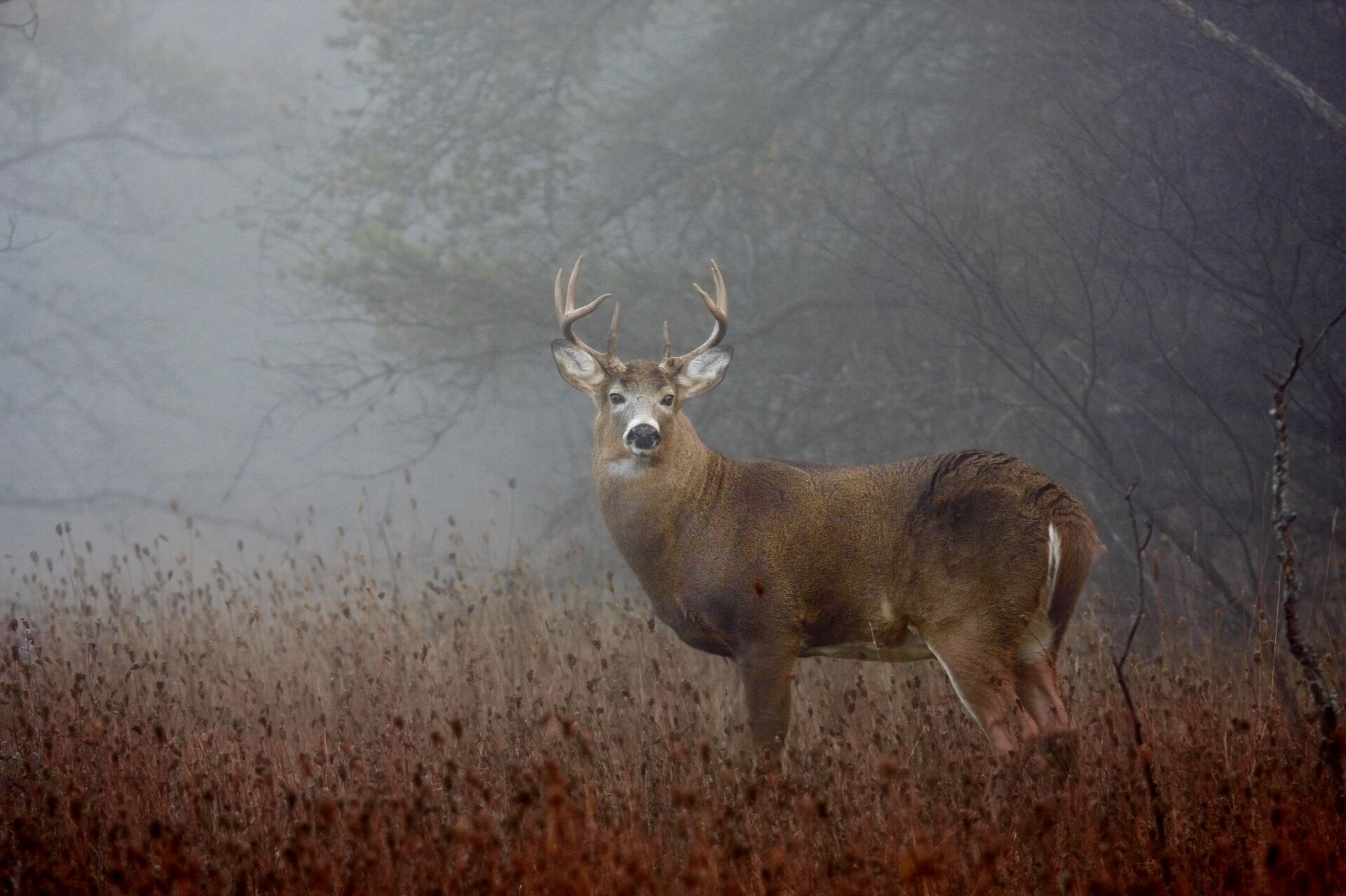 A deer in the brush on a foggy day, understanding Minnesota weather for deer hunts concept. 