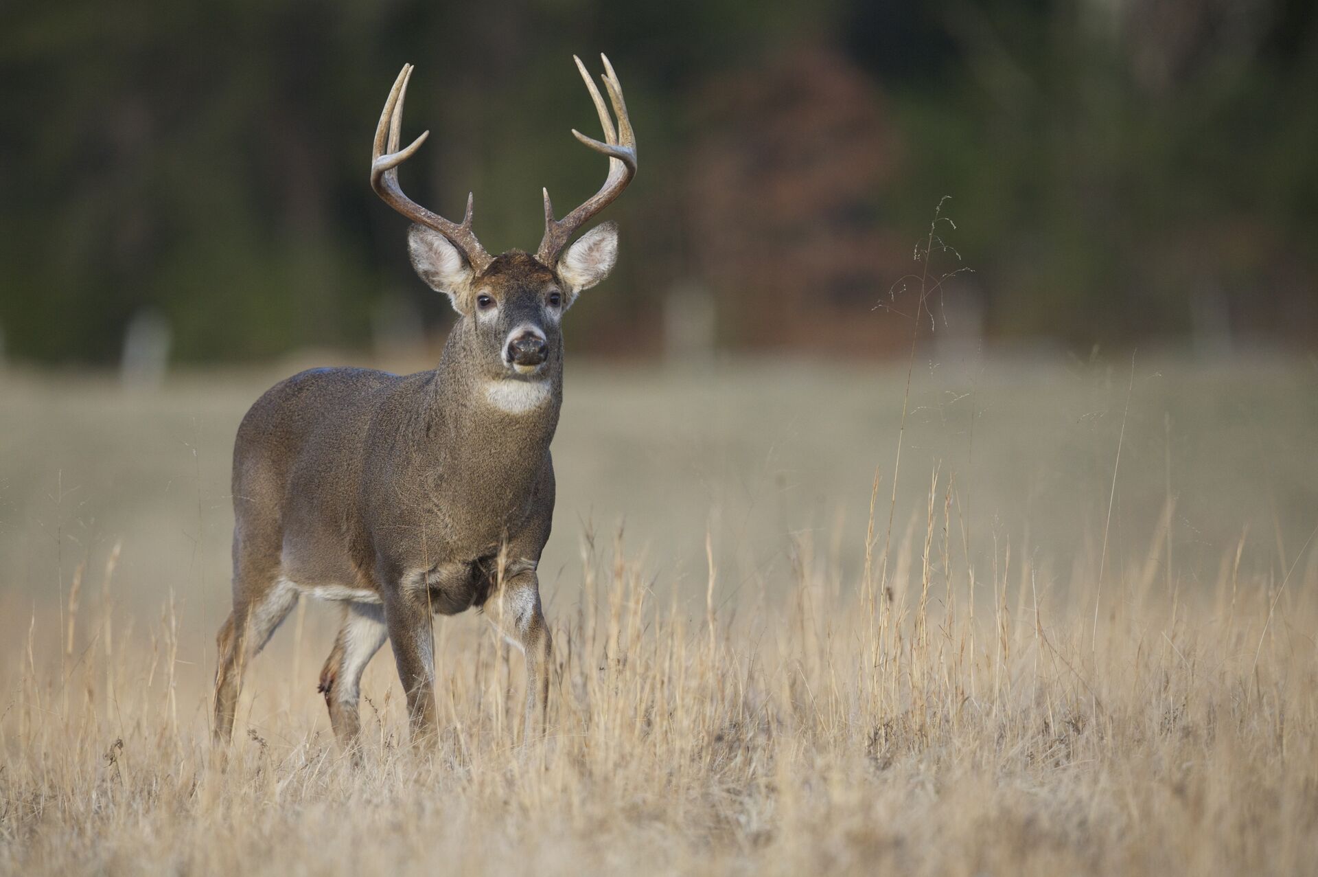 A whitetail buck in a field, Texas hunting seasons concept. 