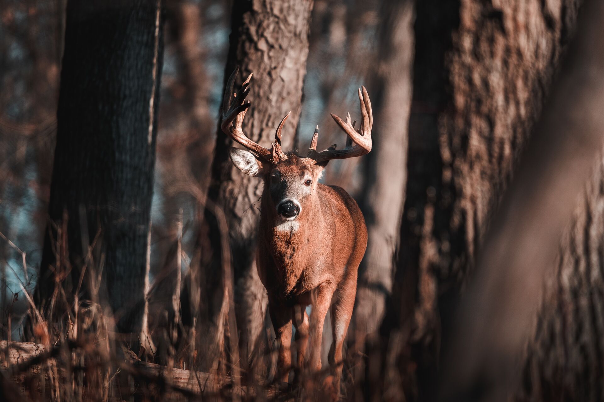 A whitetail buck in a thicket of trees, hunting big bucks concept. 