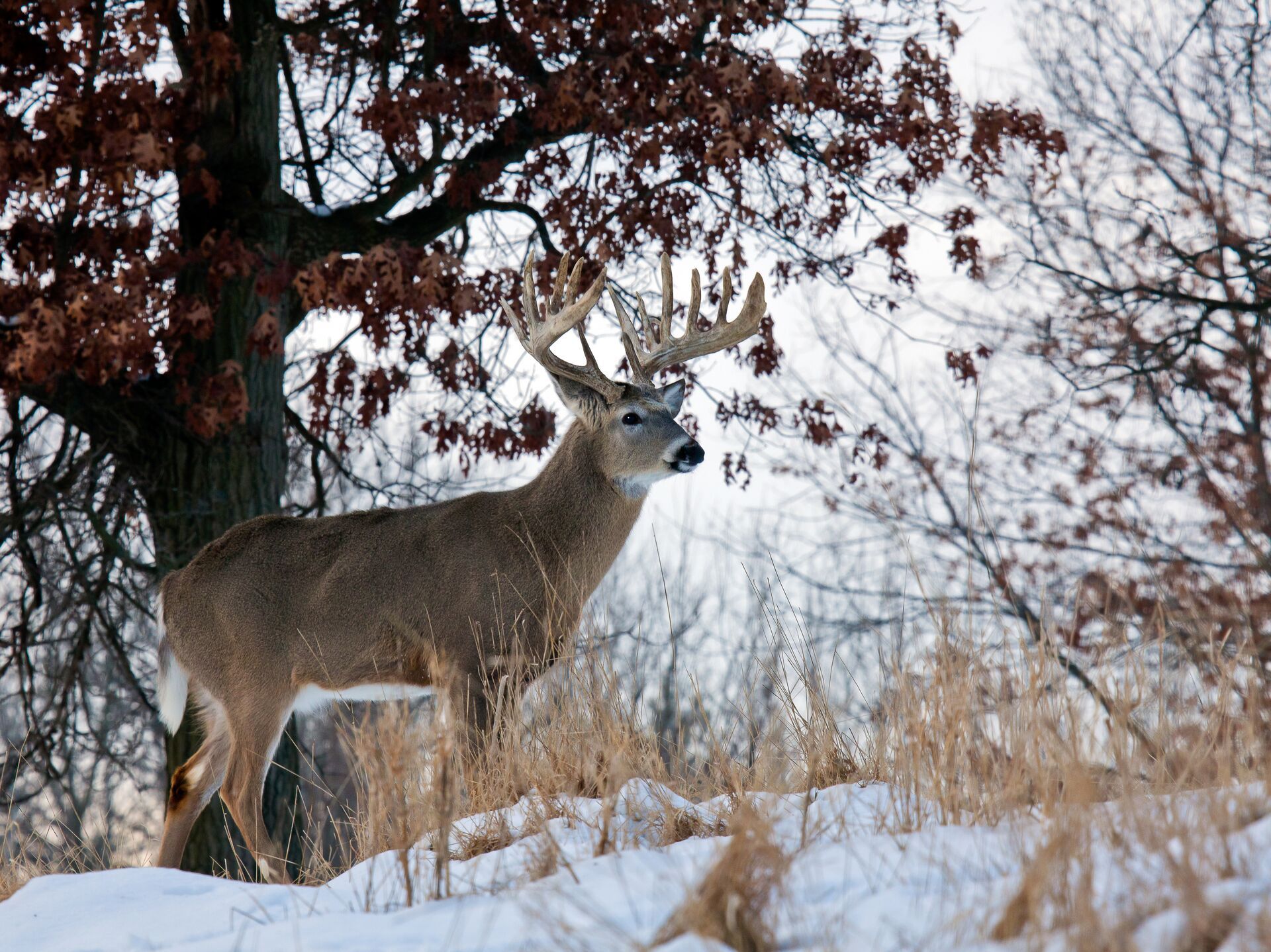 A whitetail buck in the snow by a tree, winter whitetail hunting concept. 