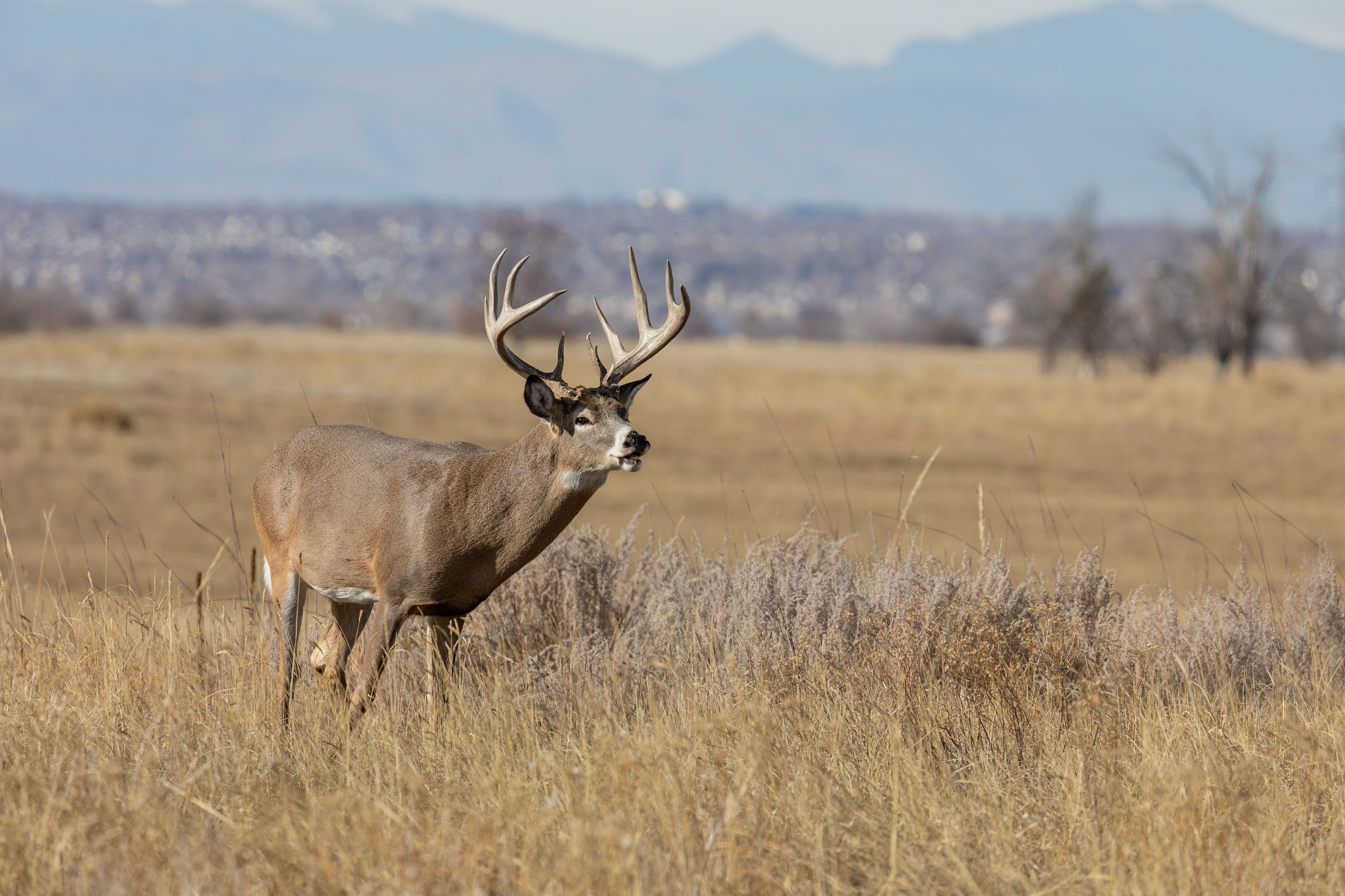 A whitetail buck calling in a field, understanding deer sounds concept. 