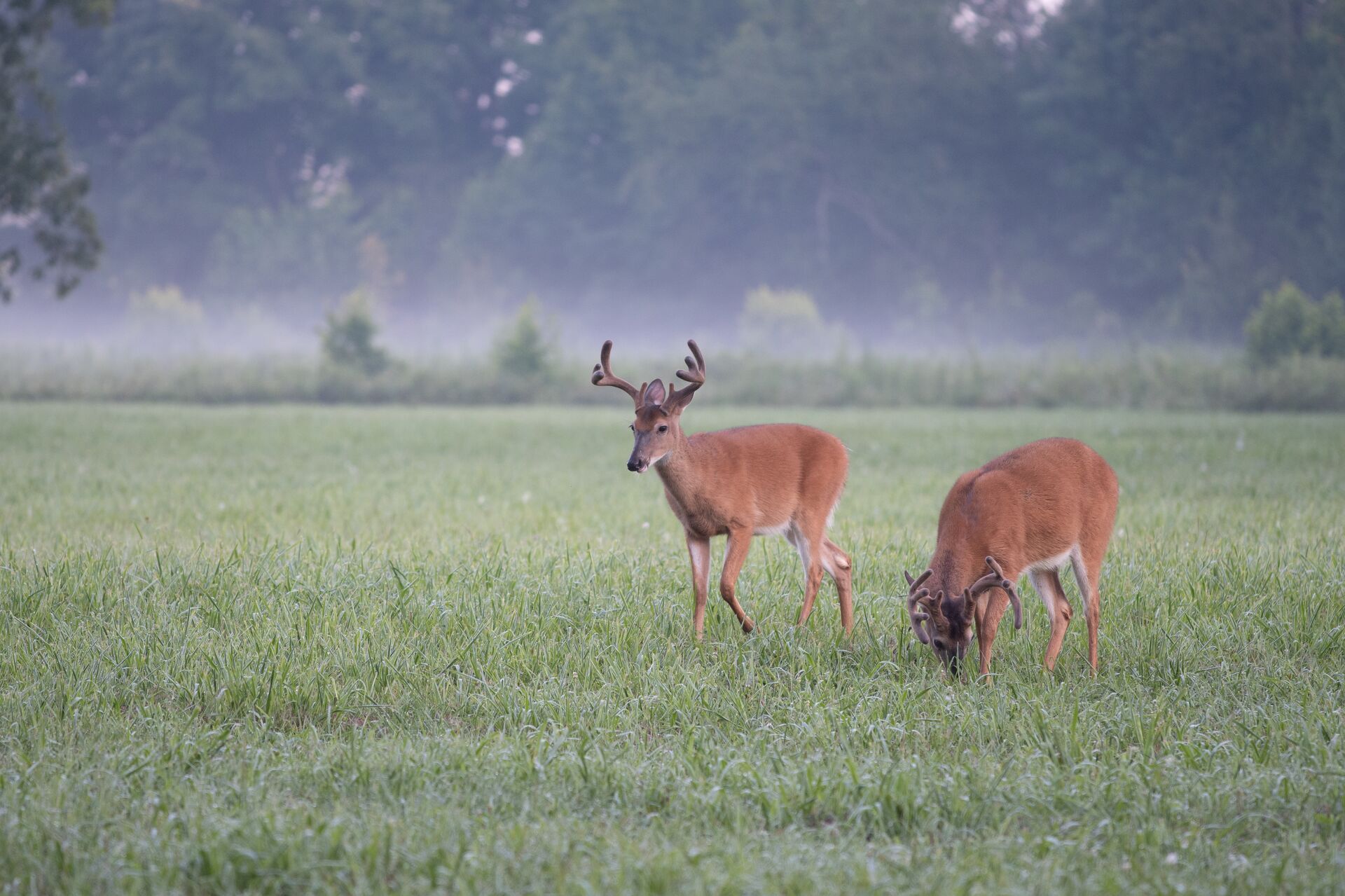 Two whitetail bucks grazing in a field, understanding deer feeding times concept. 