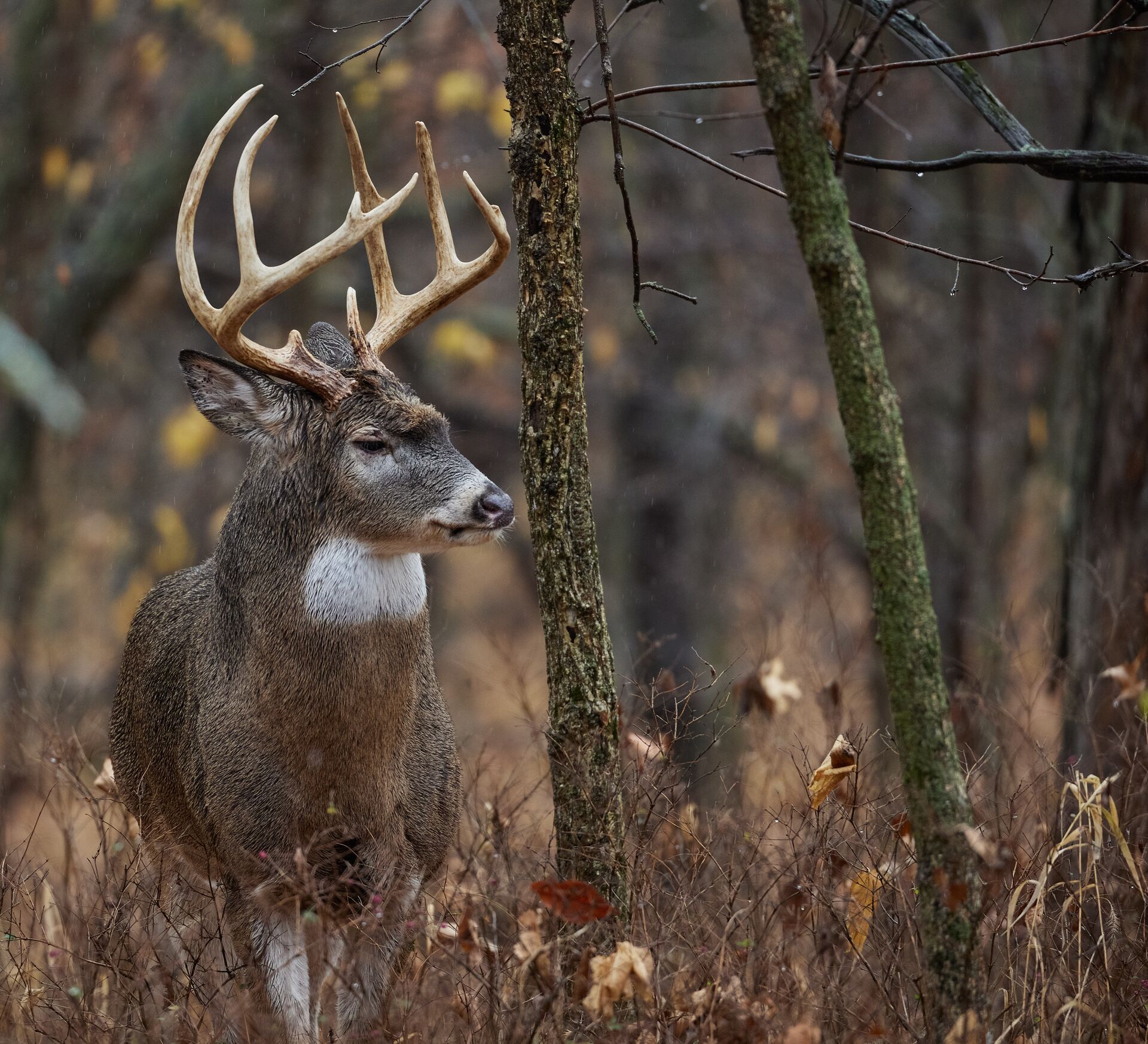 Close-up of a white-tail buck next to a tree, Oklahoma deer season 2024 concept. 