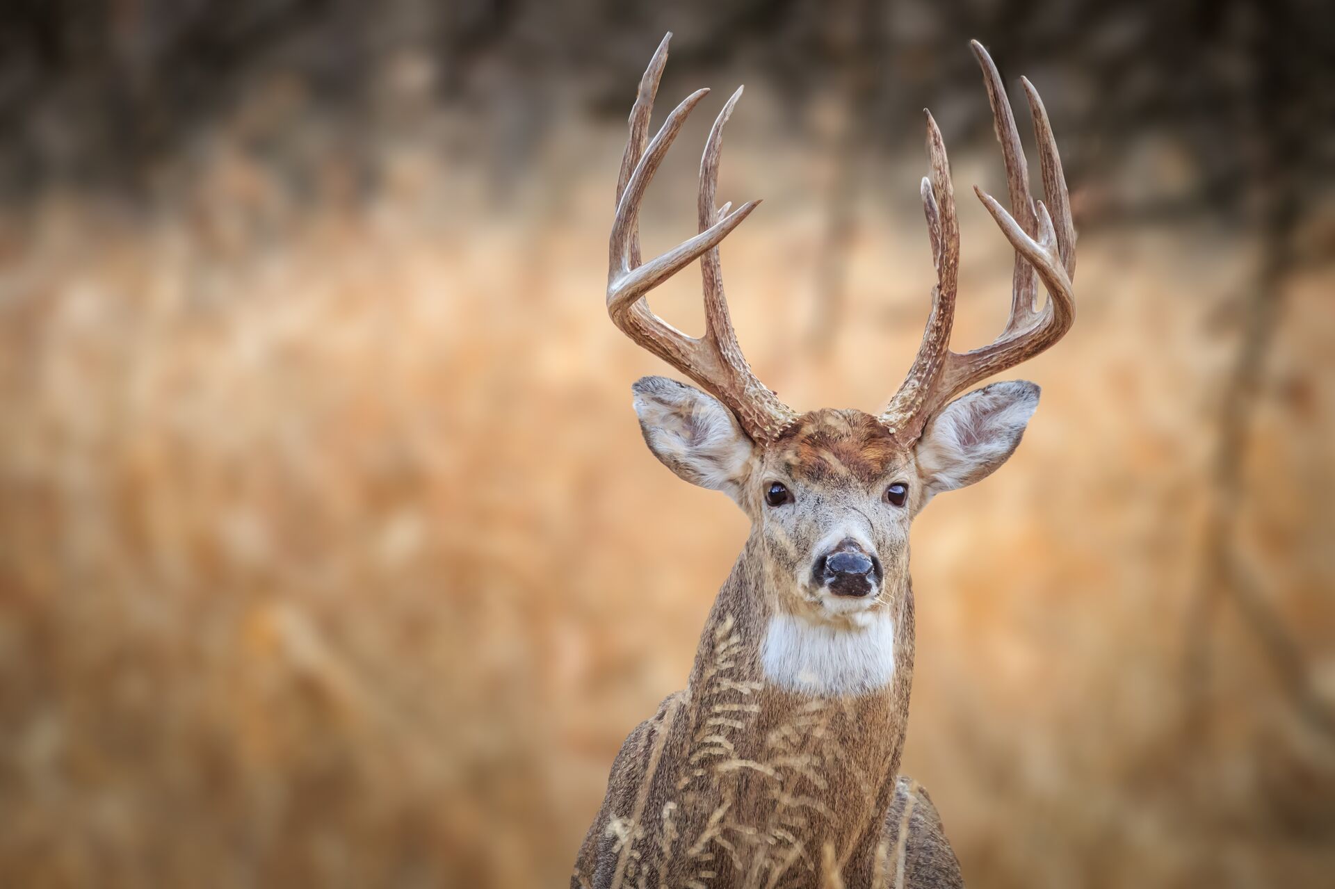 A buck deer with large antlers in a field. 