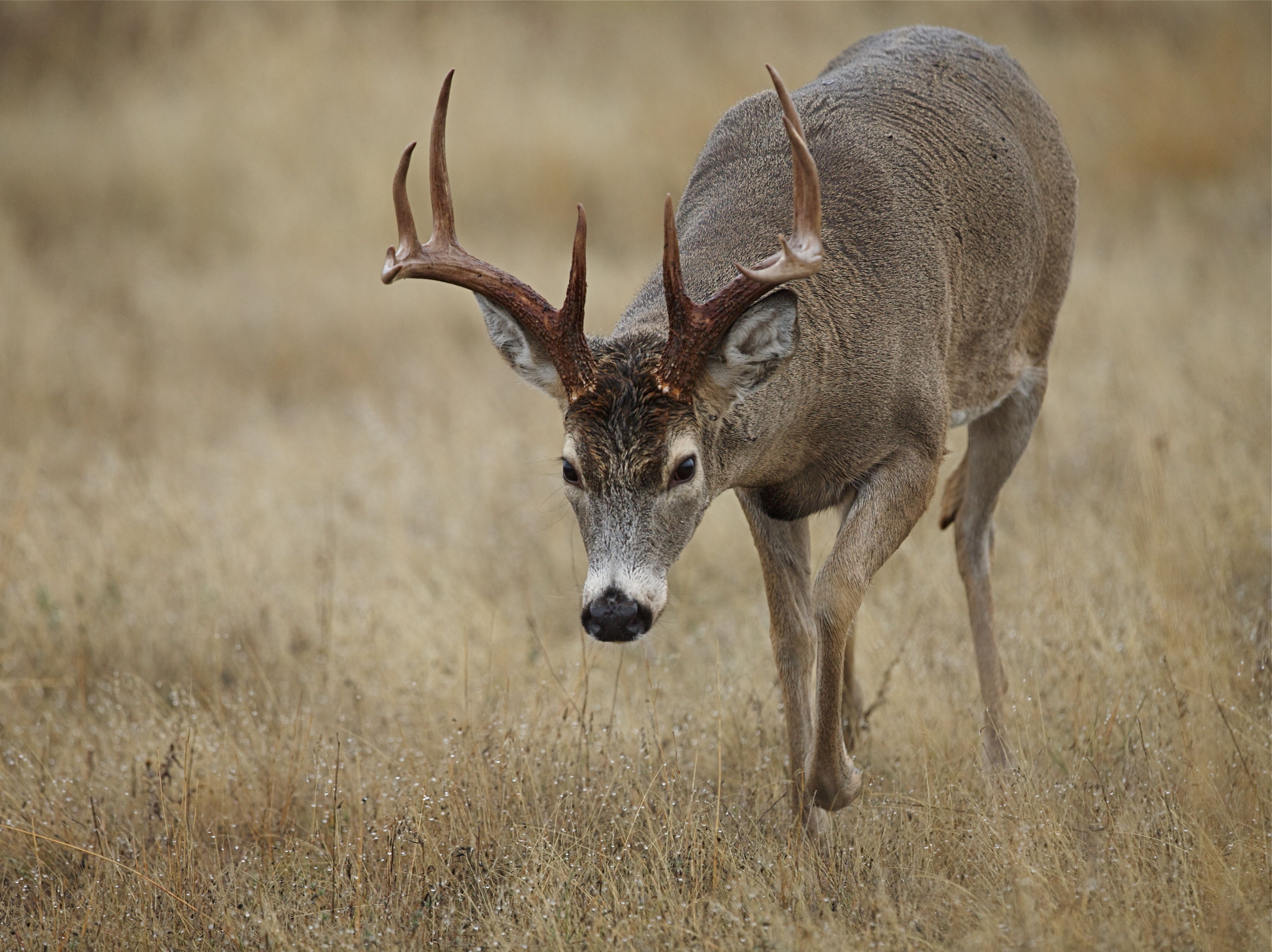 A buck lowers its head in a field, whitetail stalking concept. 
