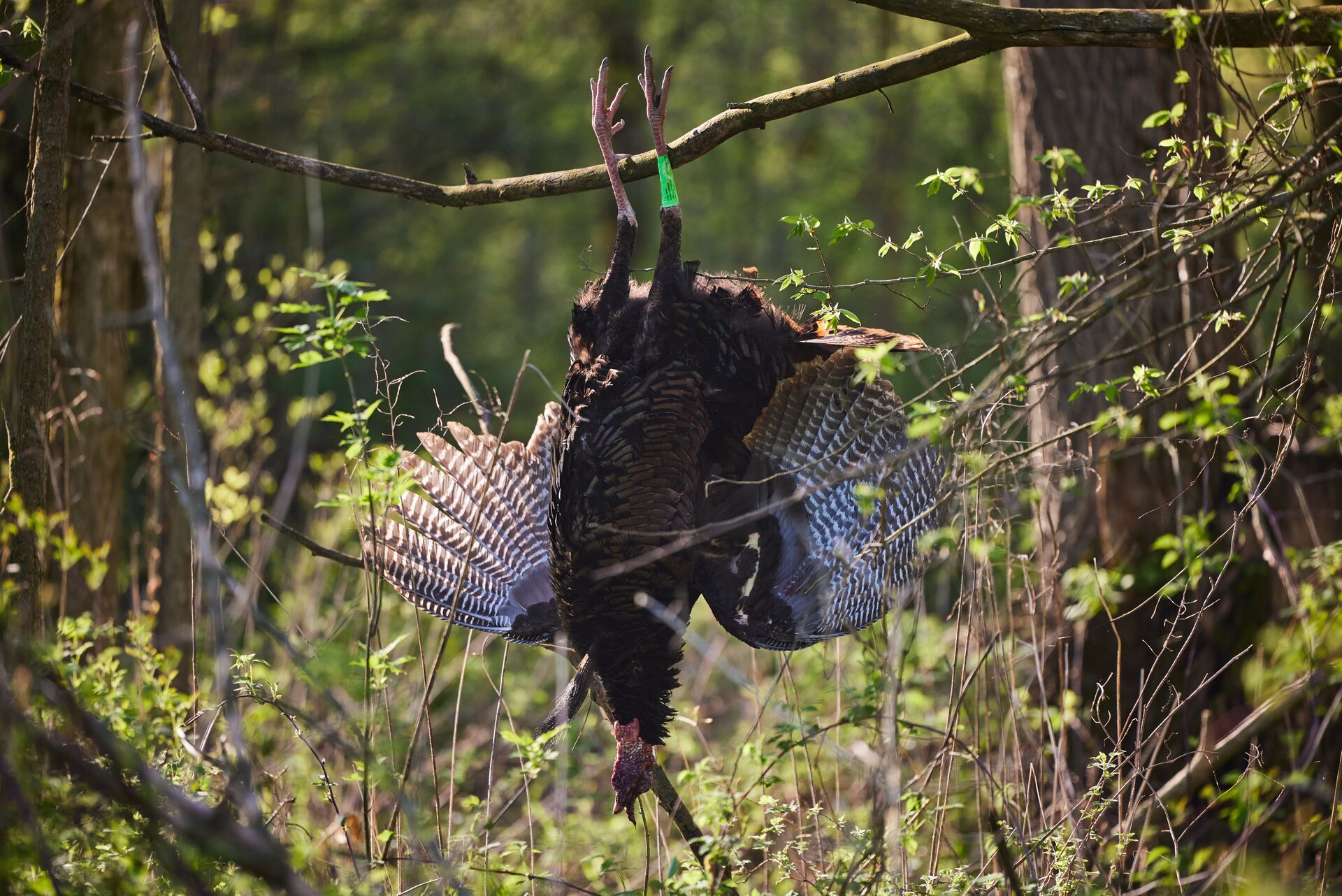 A wild turkey hangs upside down from a branch after a hunt, types of turkey species concept. 