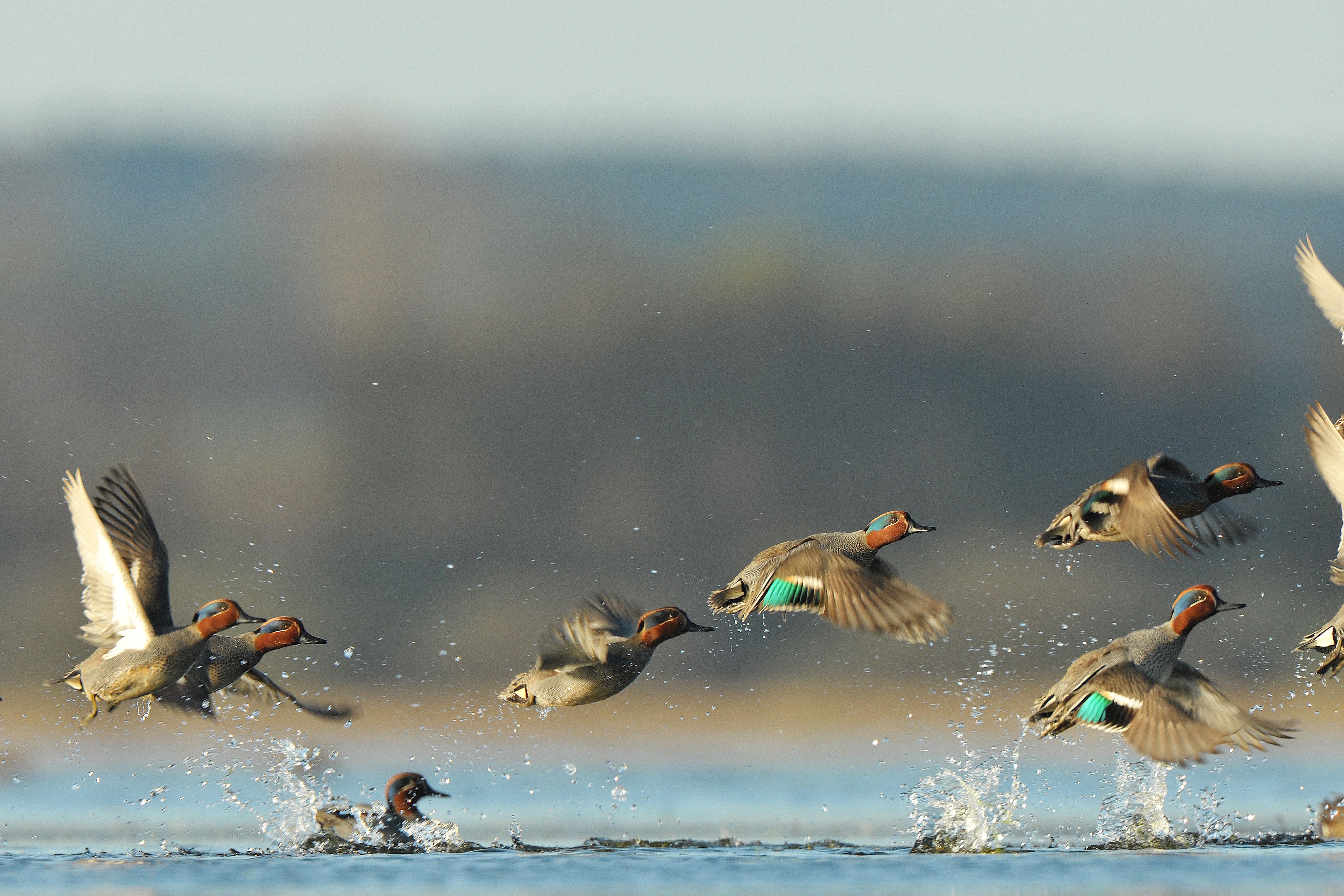 Several ducks taking flight from the water, using decoys concept. 