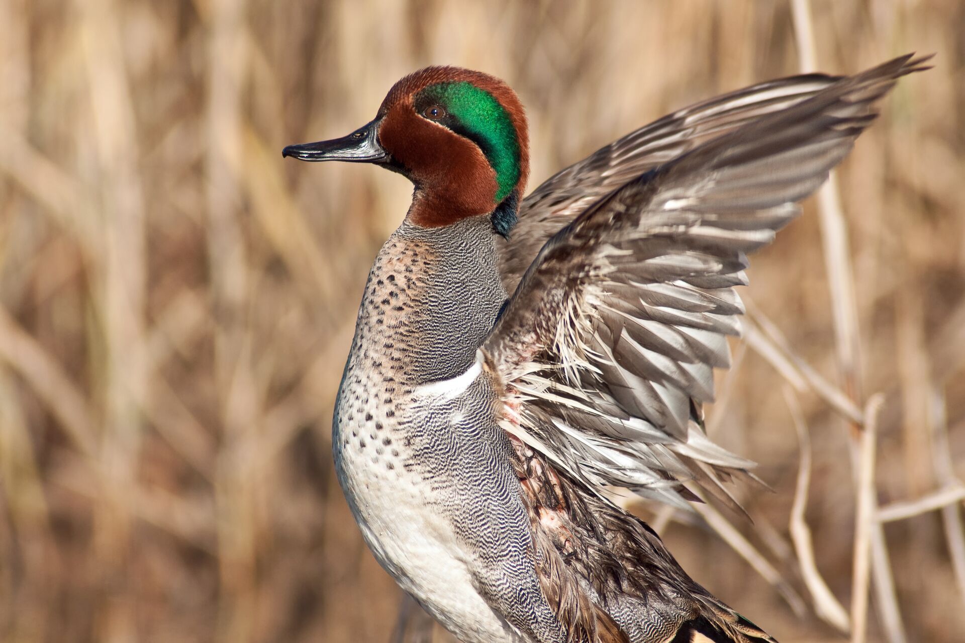 Close-up of a teal duck, understand waterfowl concept. 