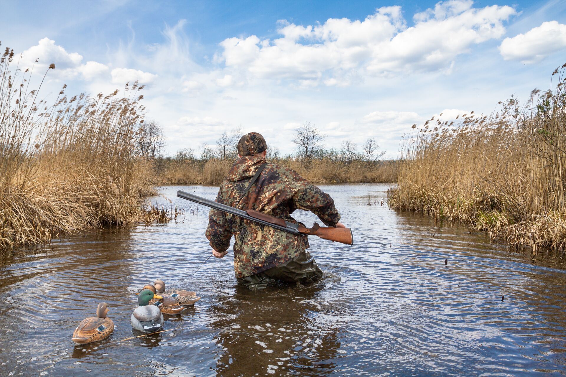 A hunter in camo in the water with a shotgun and duck decoys, Arkansas hunting concept. 