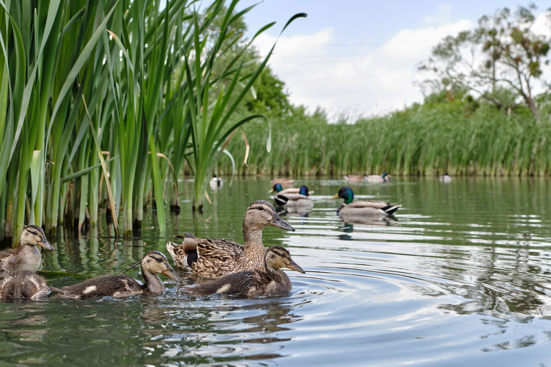 Several ducks floating in the water among reeds, hunting in Mississippi concept. 