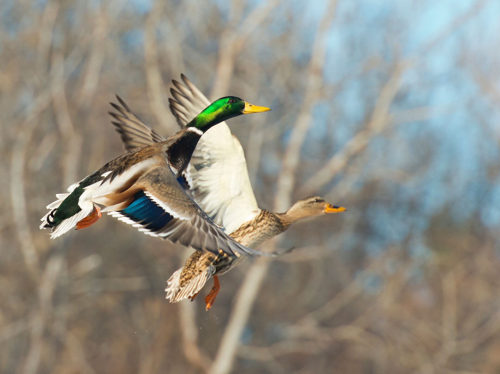 Ducks in flight, hunting waterfowl concept. 