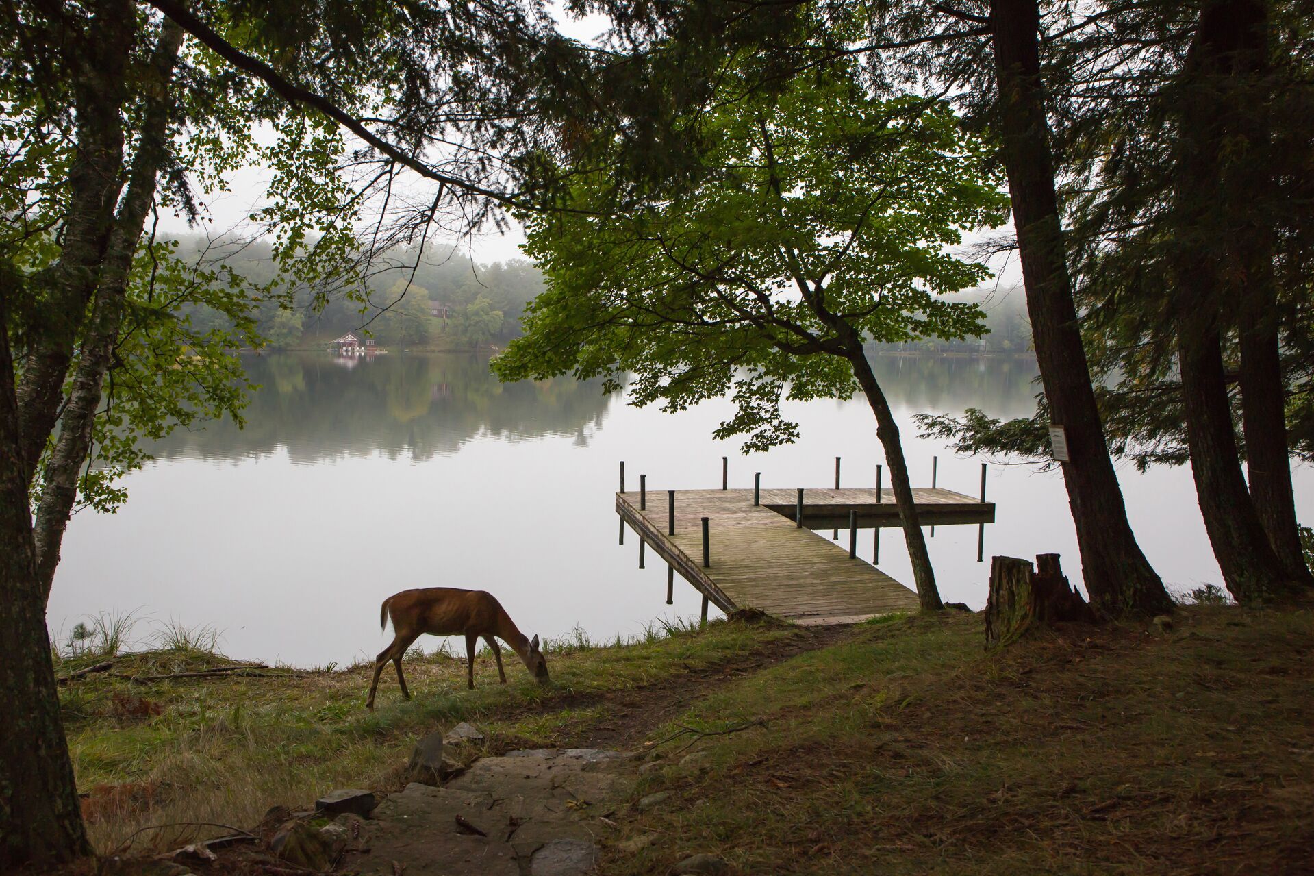 A deer grazing near a dock, where to hunt near me concept. 