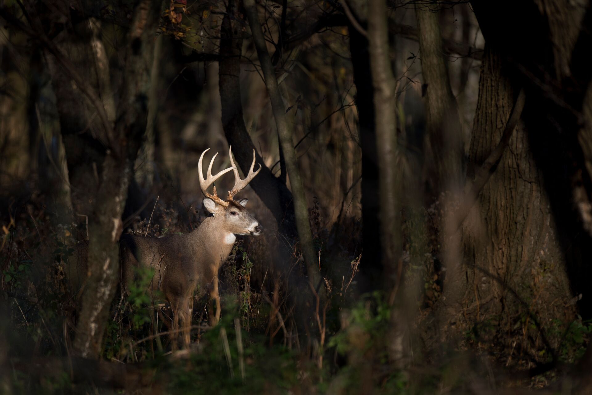 A deer in the woods in the dark, how moon phases affect deer movement concept. 