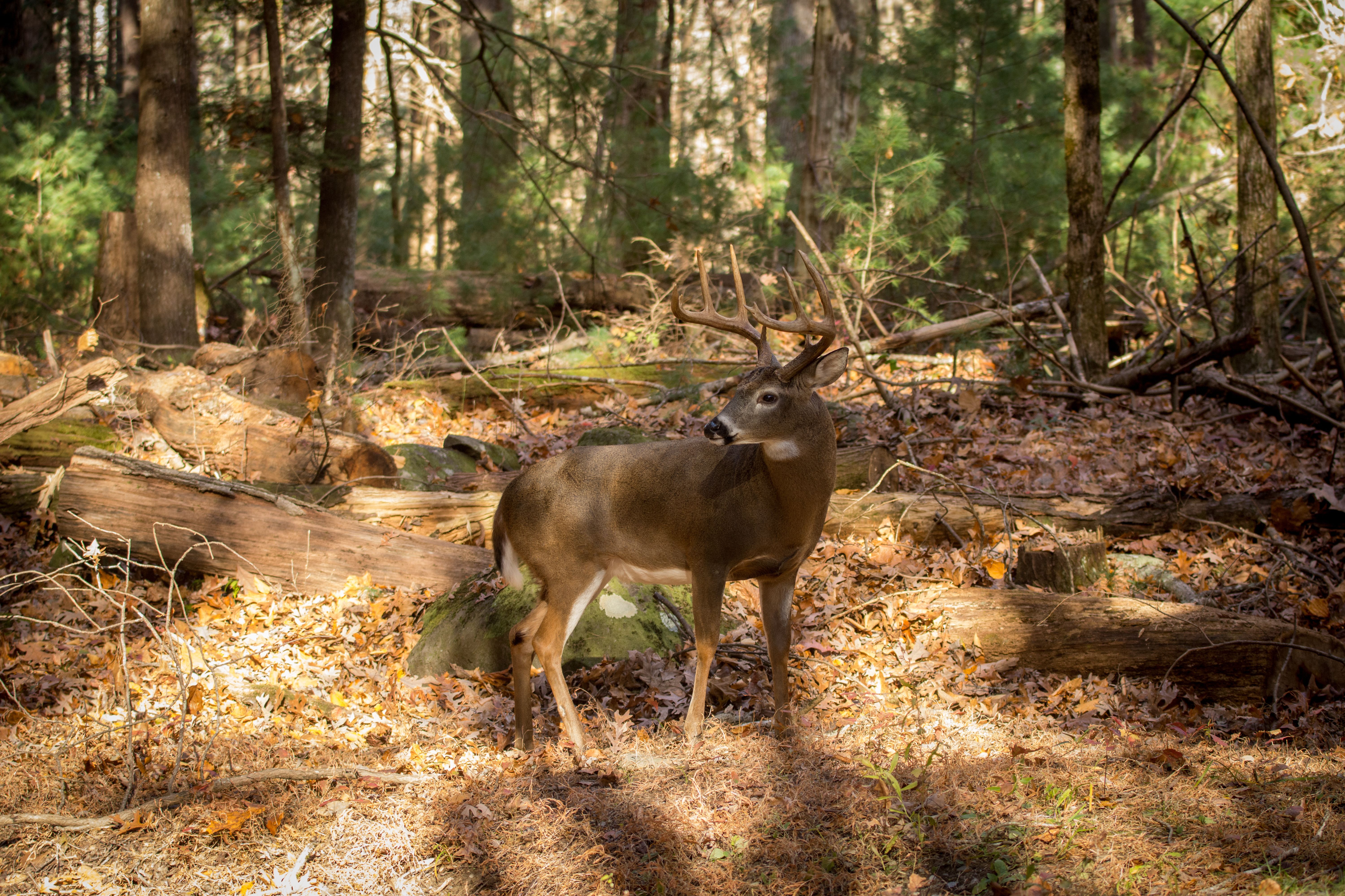 A deer in the woods, hunting in the wind concept. 