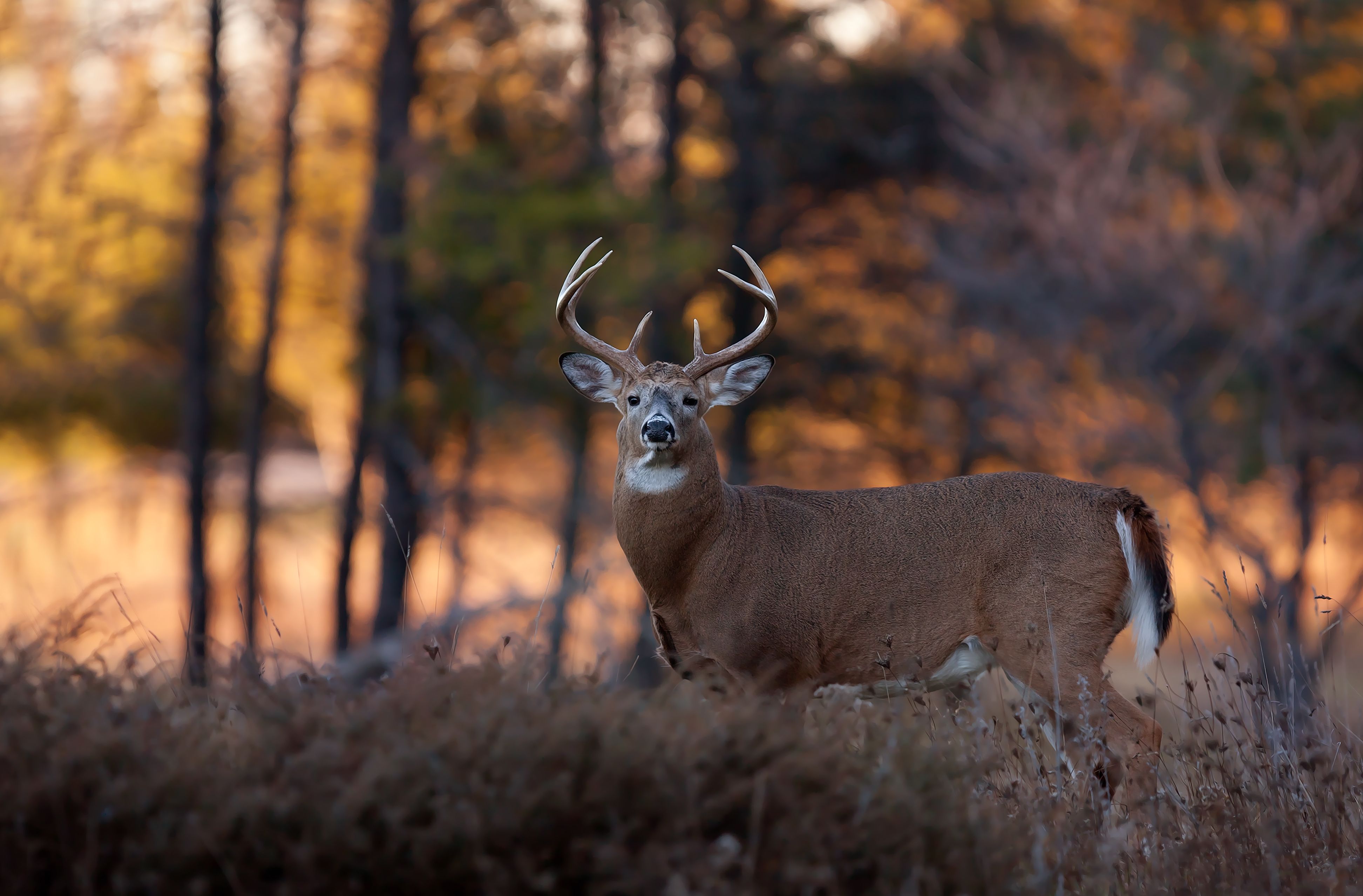 A buck listens, using deer calls concept. 