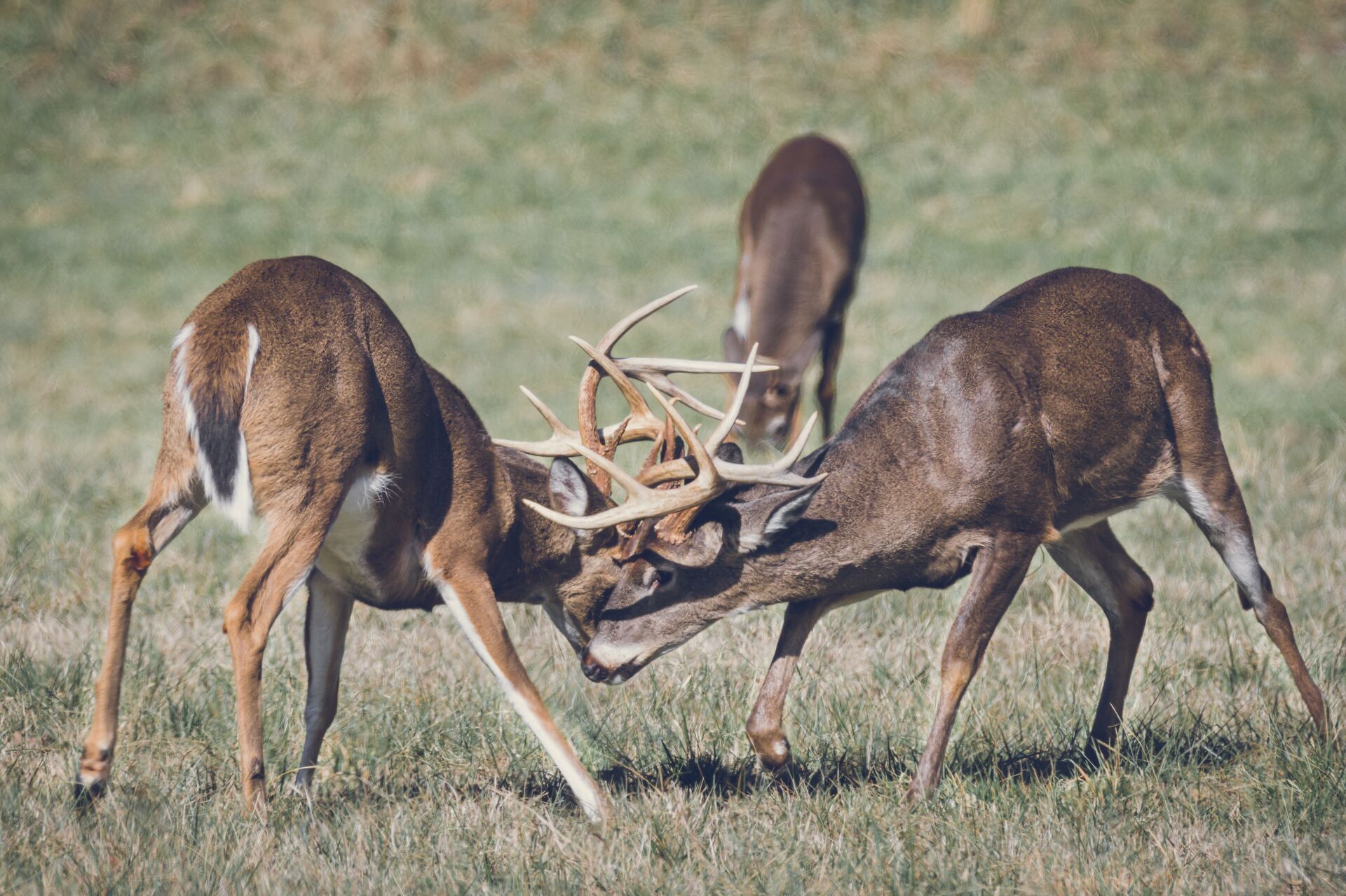 Two bucks locking antlers, using deer calls based on deer behavior concept. 