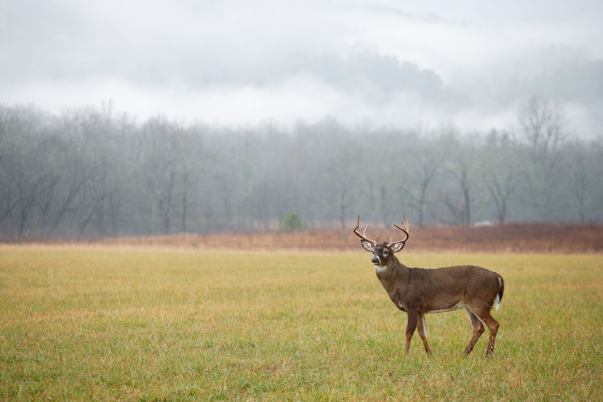 Image of the HuntWise app on a phone screen, tracking barometric pressure for whitetail hunting concept.