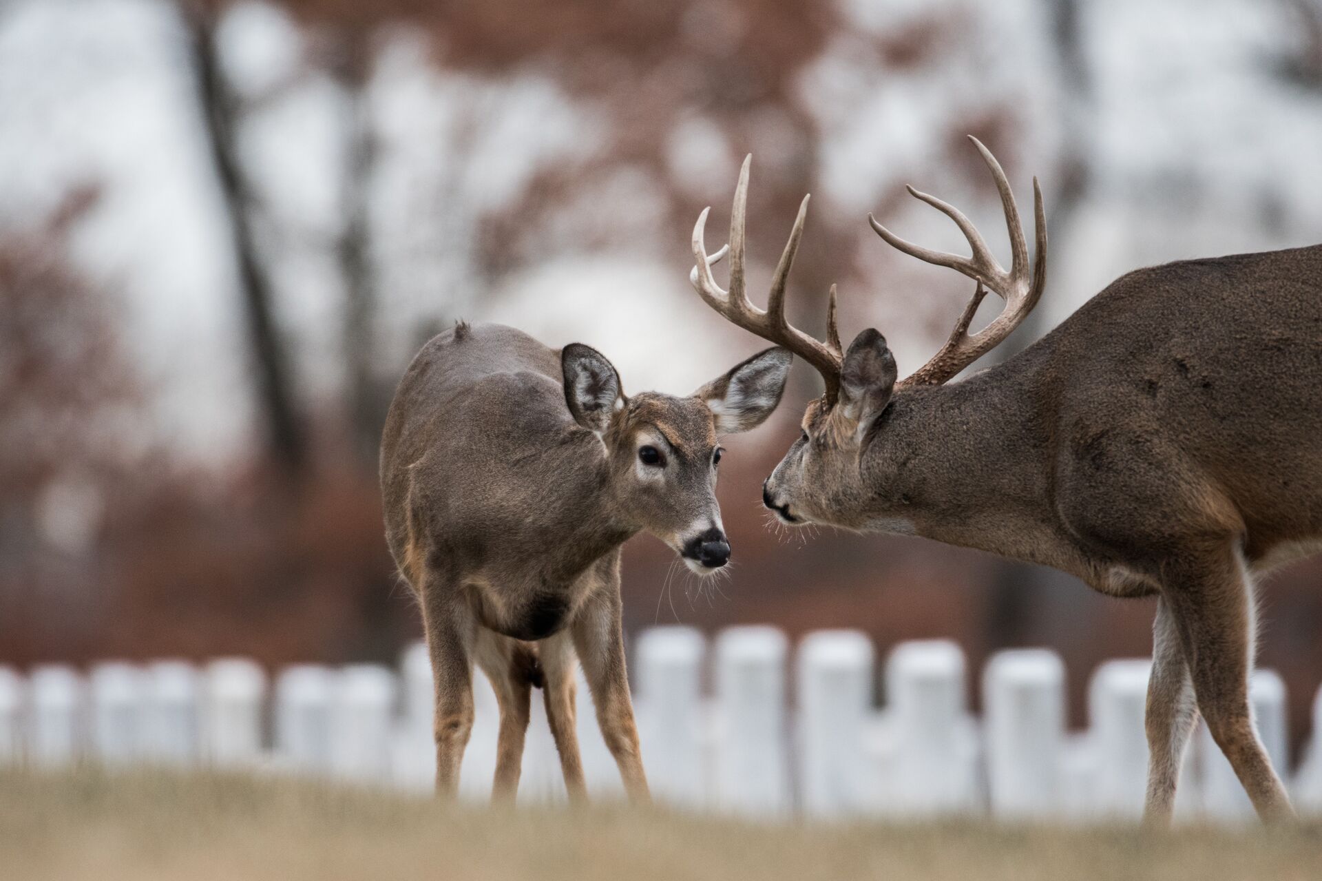 When Is the Kentucky Deer Season? HuntWise