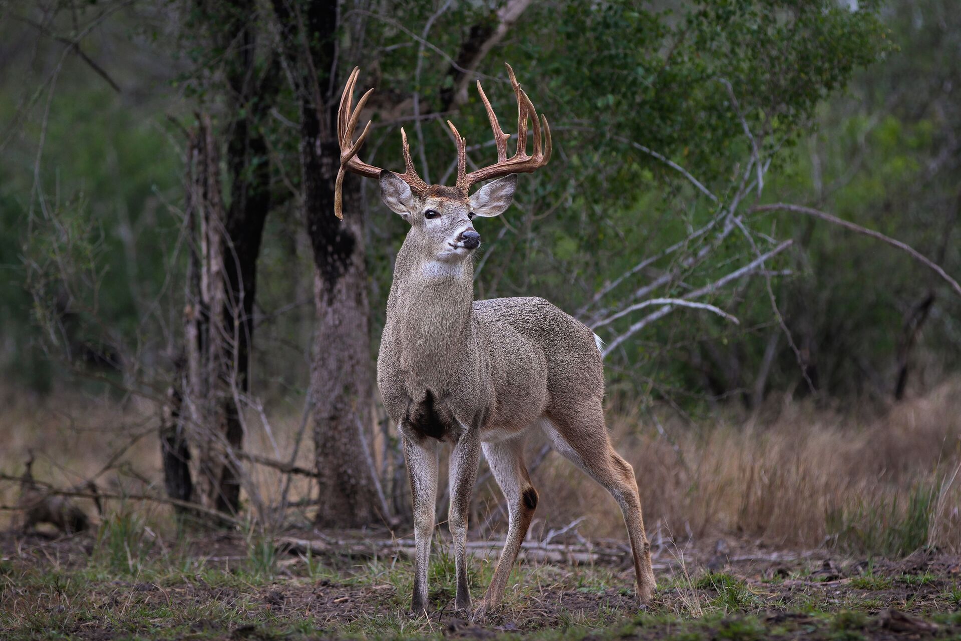 A bit whitetail buck near a tree, hunting in Missouri concept. 