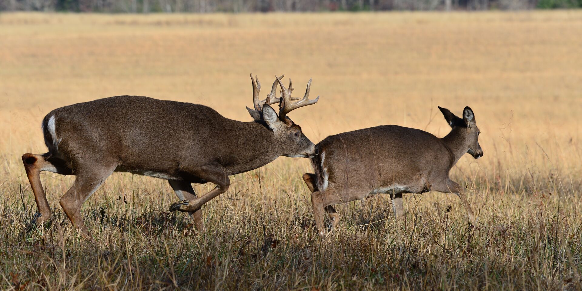 A buck chasing a doe in a field, whitetail rut activity. 