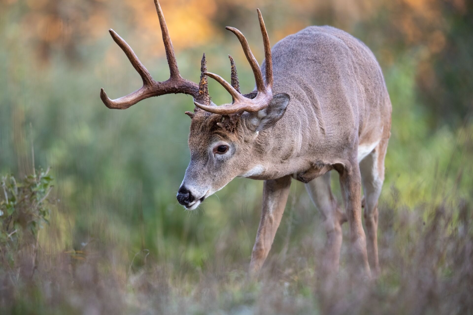 Front and shoulder view of a whitetail buck, understanding deer anatomy concept. 