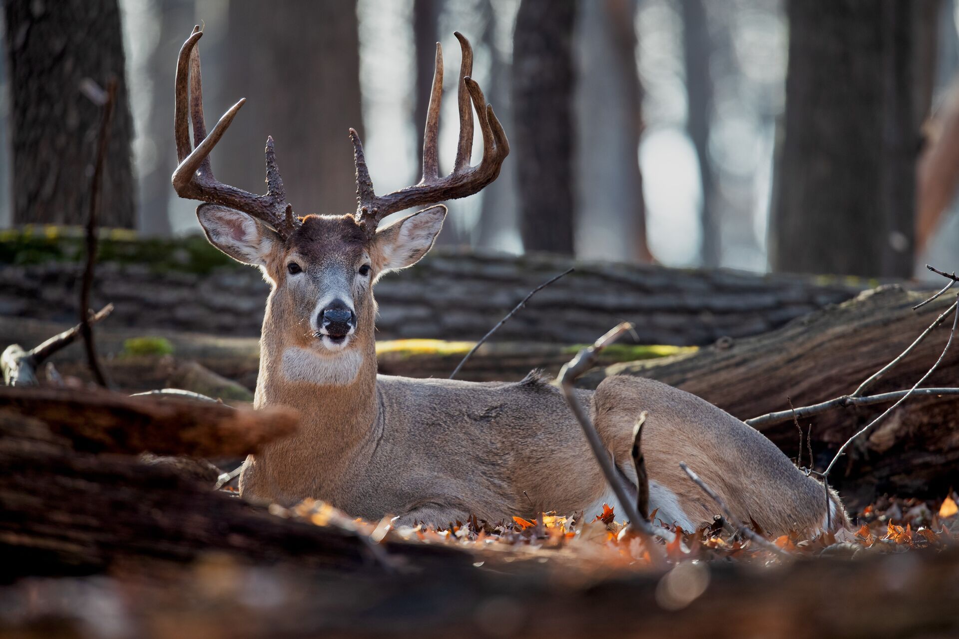 A whitetail buck lays in a bedding area, using a deer decoy to hunt concept. 