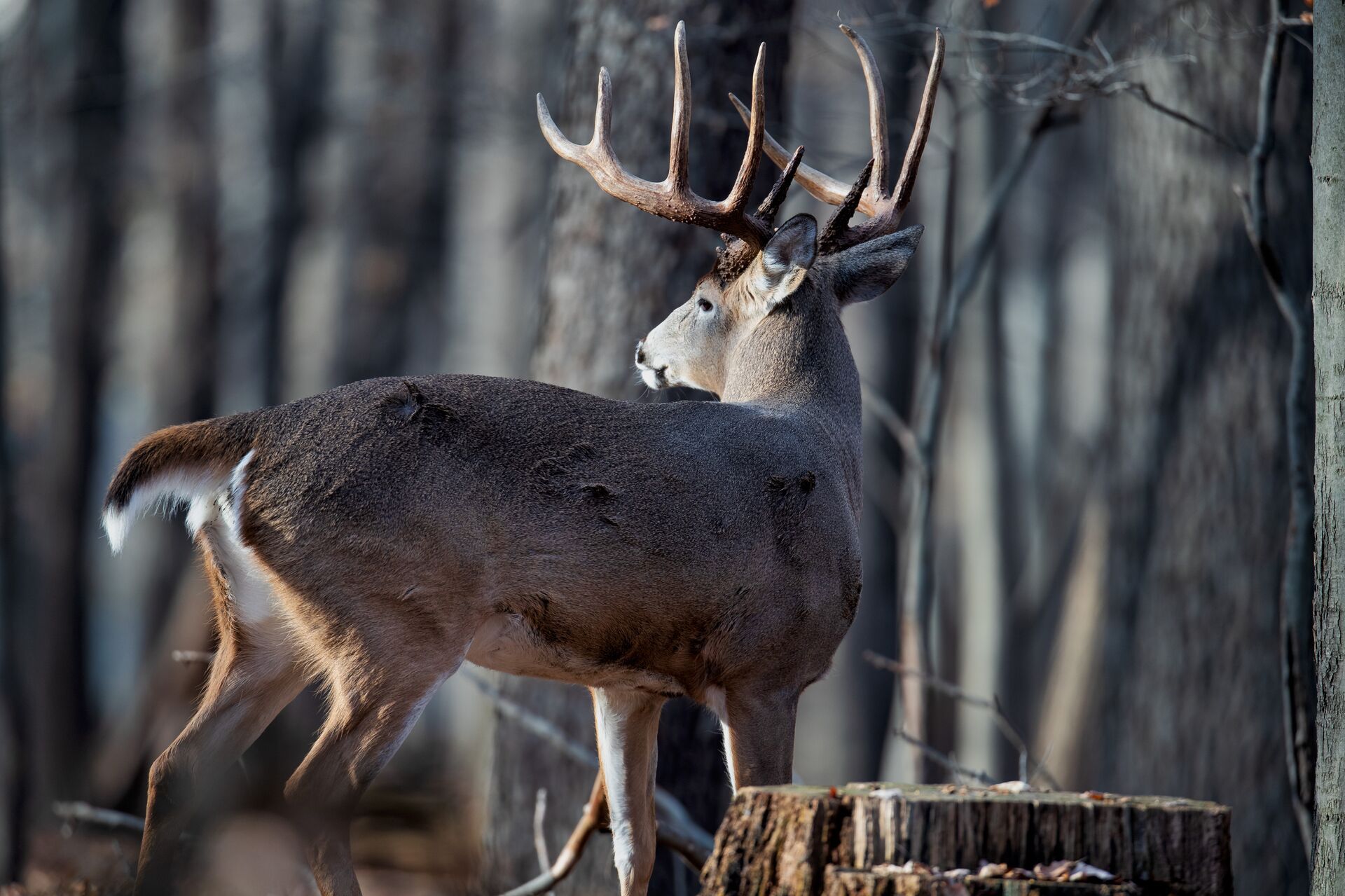 Sideview of a whitetail buck in the woods, Arkansas deer season concept. 