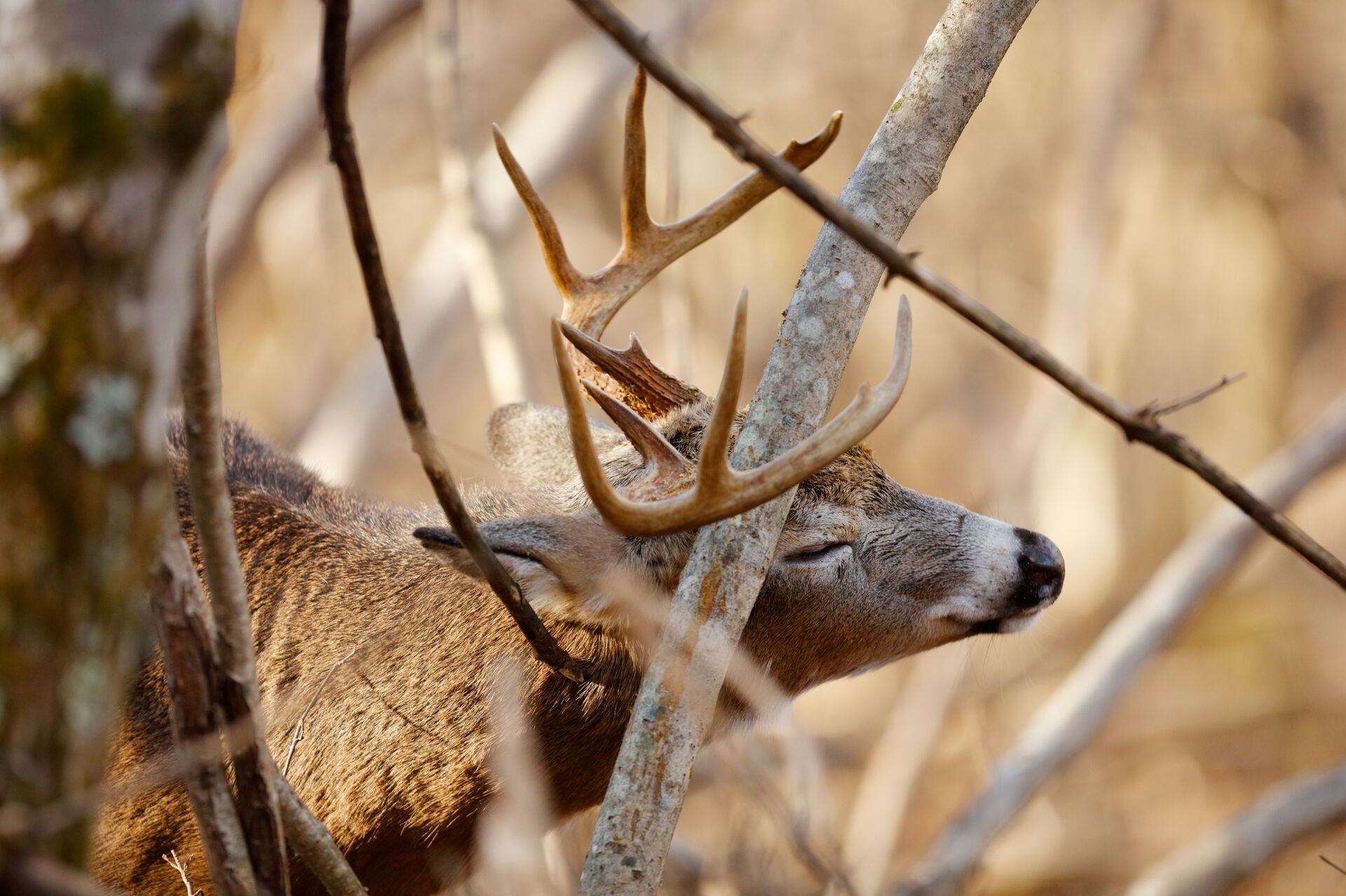 A buck scrapes antlers on a tree, hunt the whitetail rut concept. 