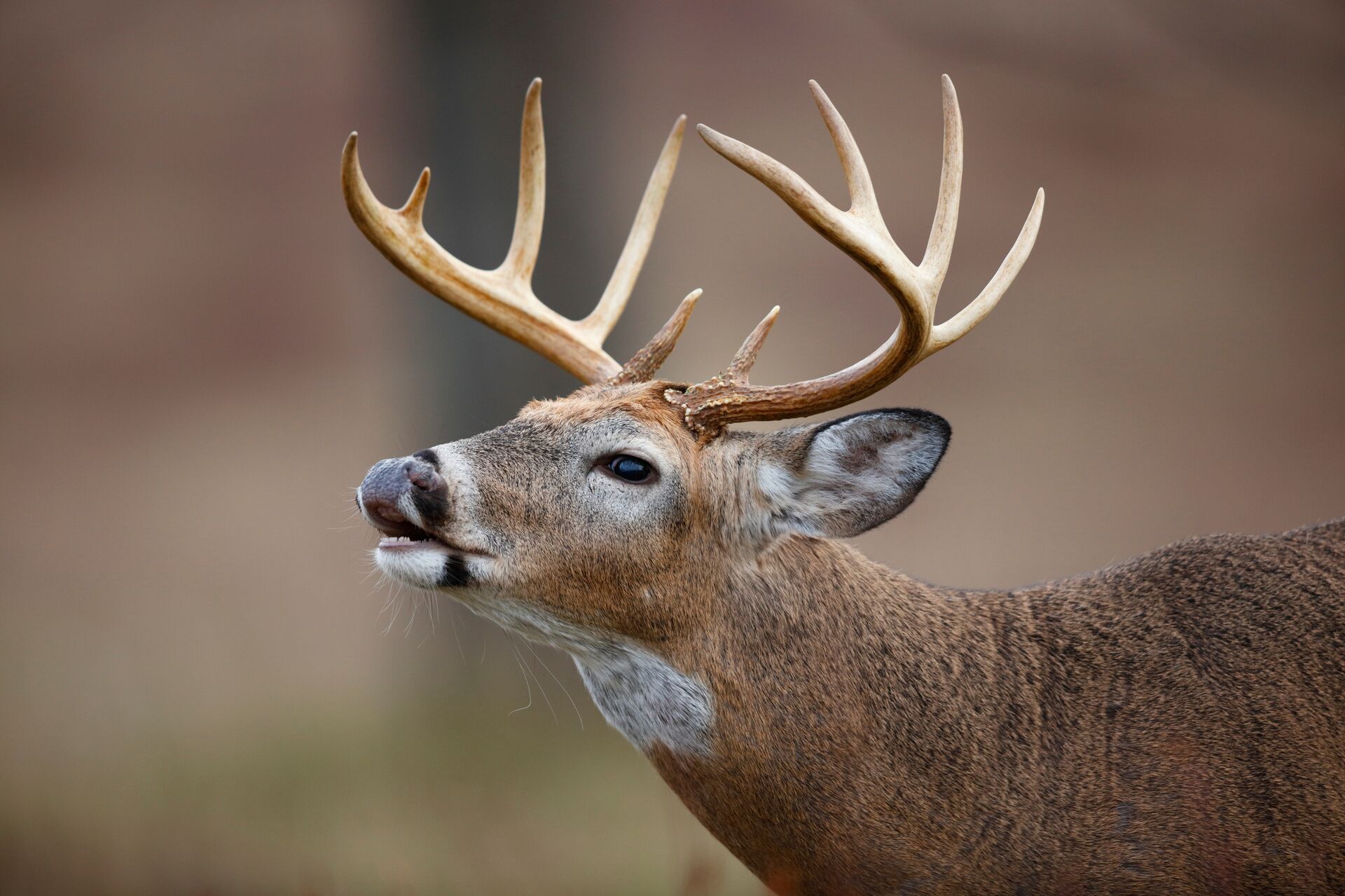 A whitetail buck calling, post rut buck hunting concept. 