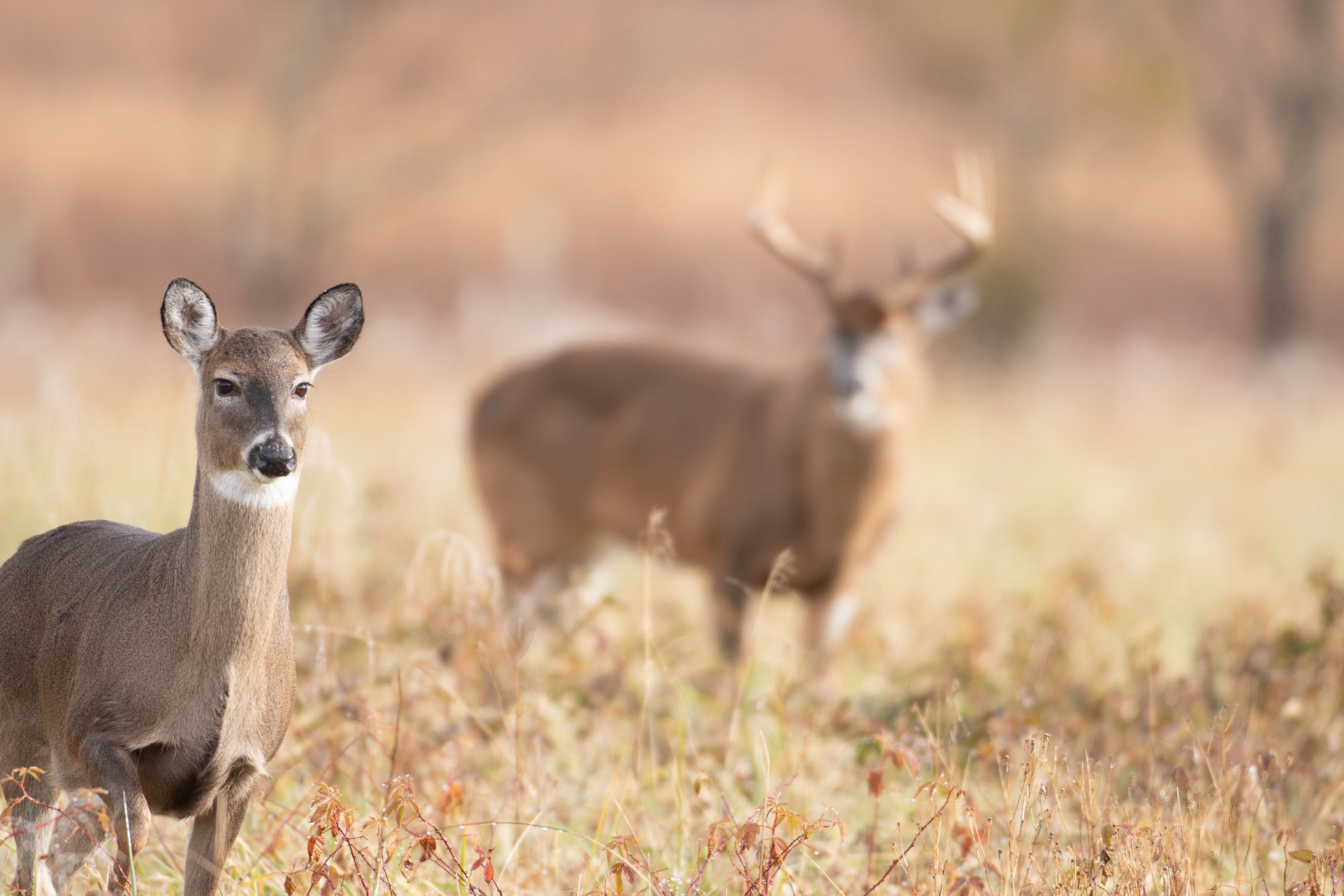 A doe in the foreground with a blurry buck in the background, whitetail facts concept. 