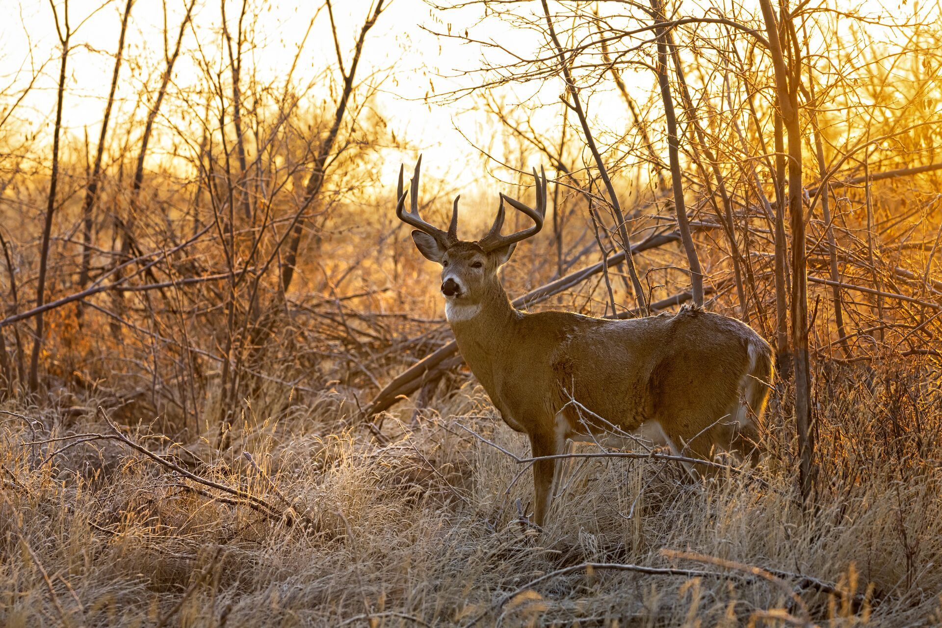 A whitetail deer buck in the brush, hunting deer in North Dakota concept. 