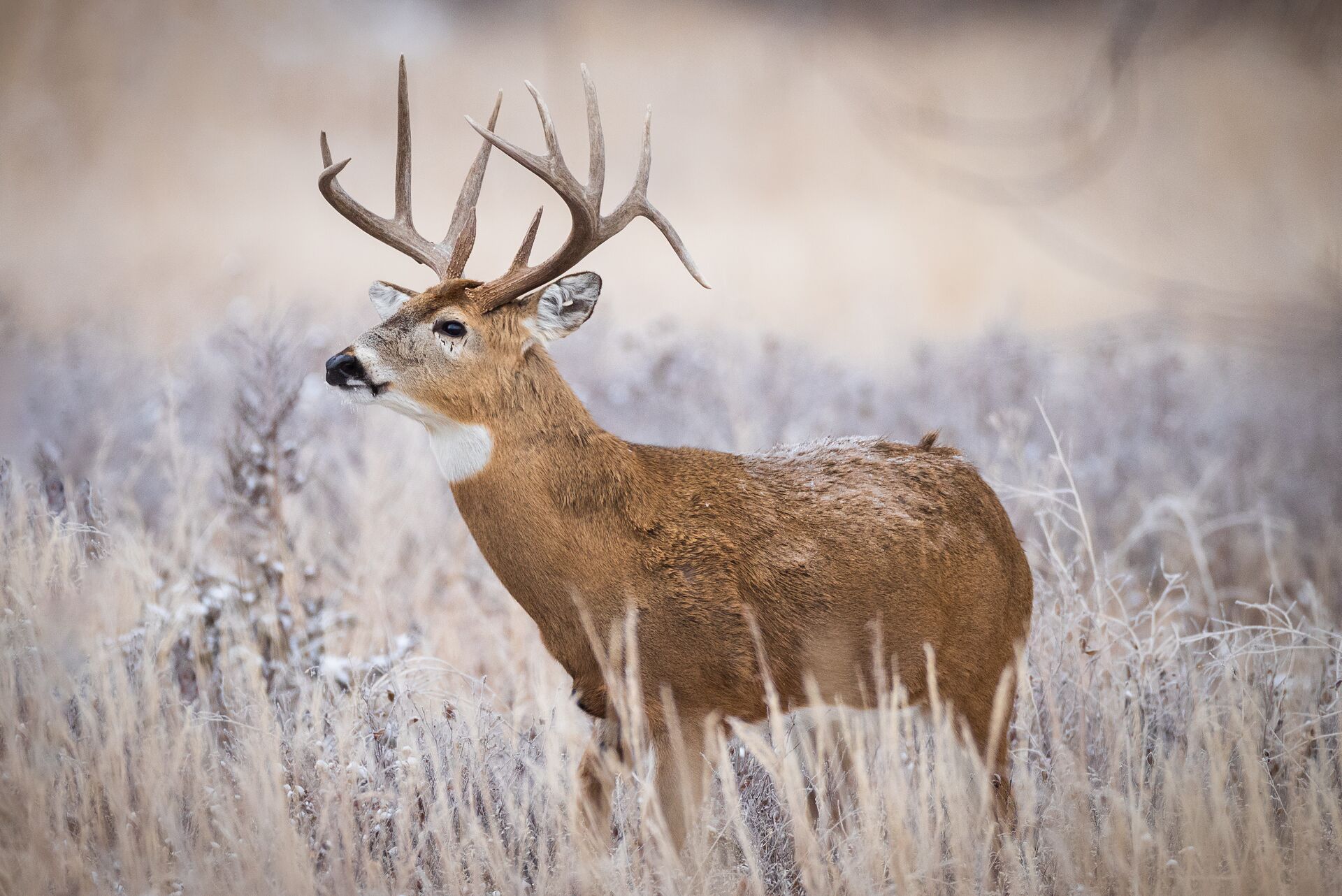 A whitetail buck in a field, when is SC deer season concept. 