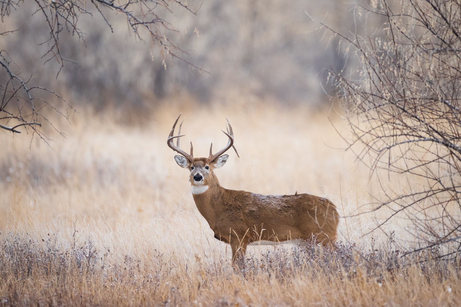 A white tail in the trees, mule deer vs whitetail concept. 