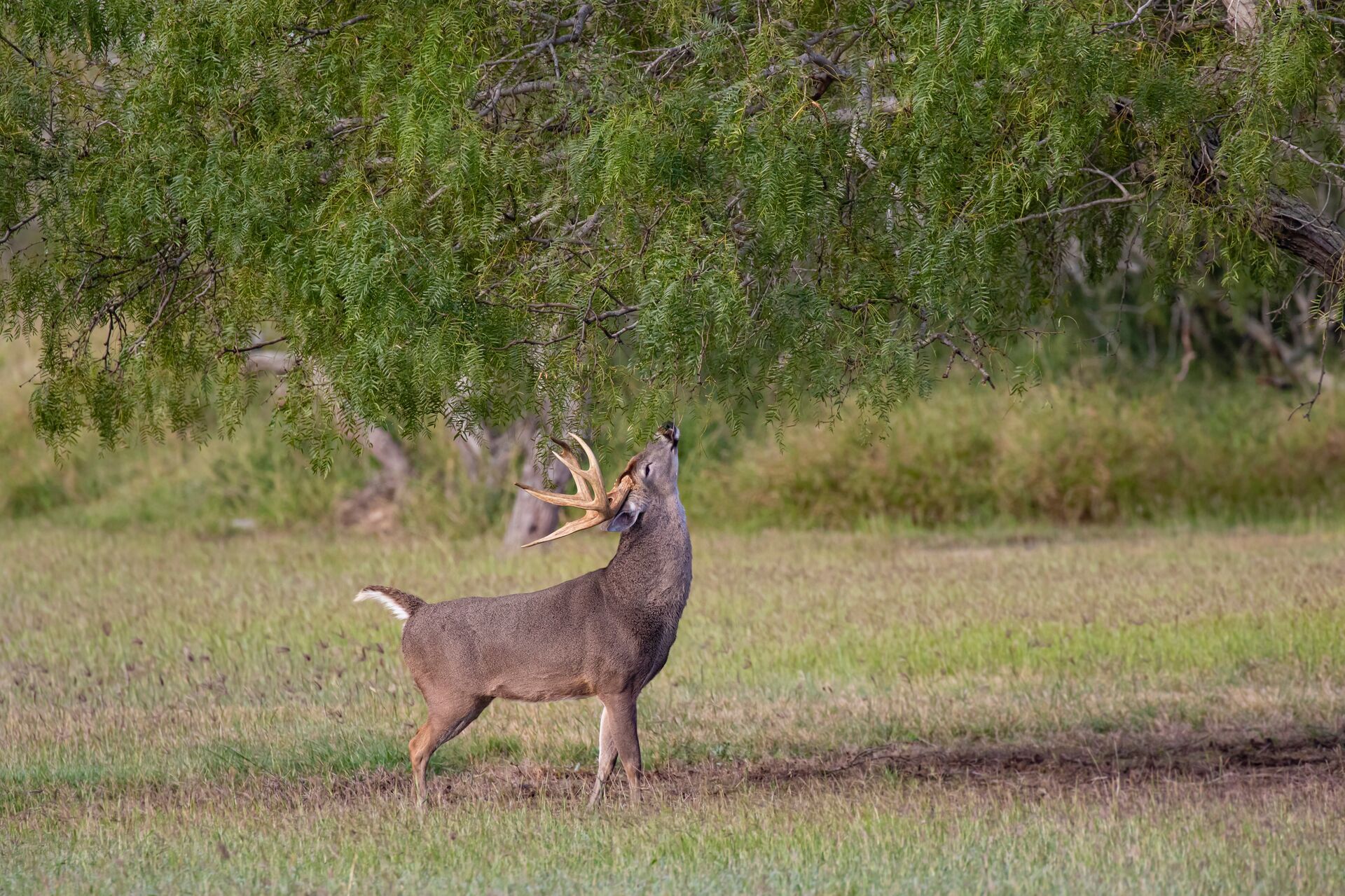 A whitetail deer buck eats leaves from a tree overhead, hunting deer with a Mississippi hunting license concept. 