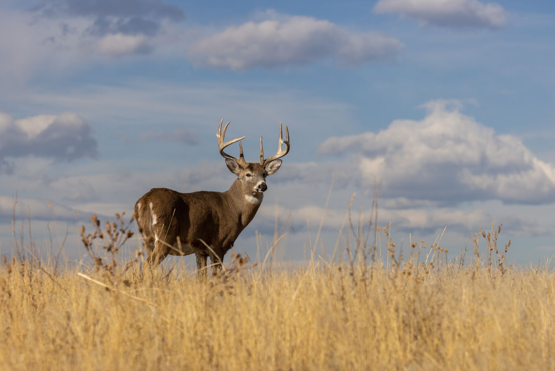 A whiltetail buck standing in a field, hunting deer concept. 