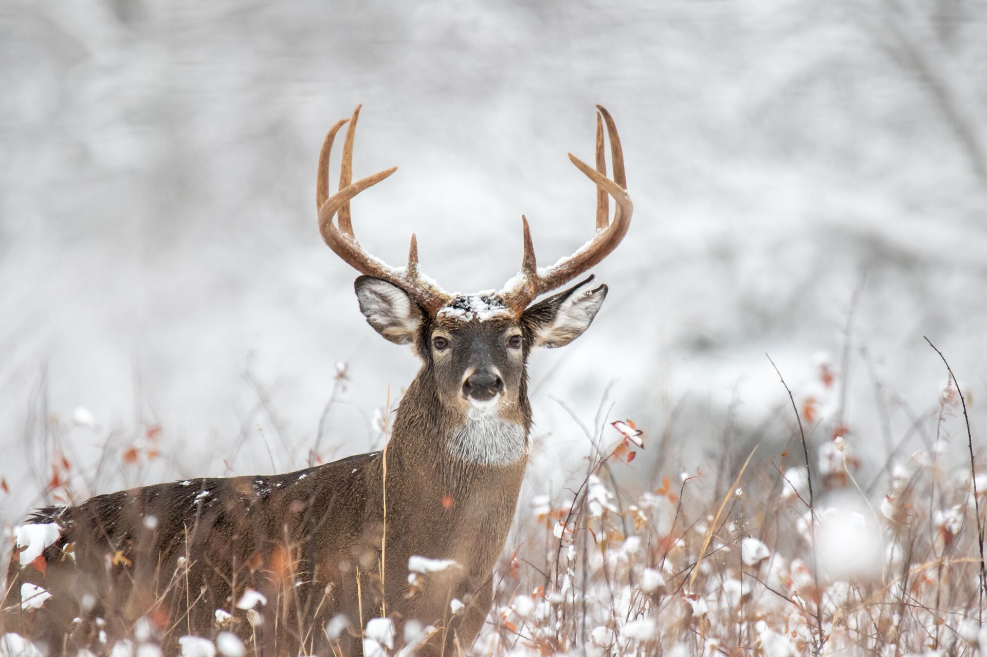 A whitetail buck in the snow, late-season whitetail hunting concept. 