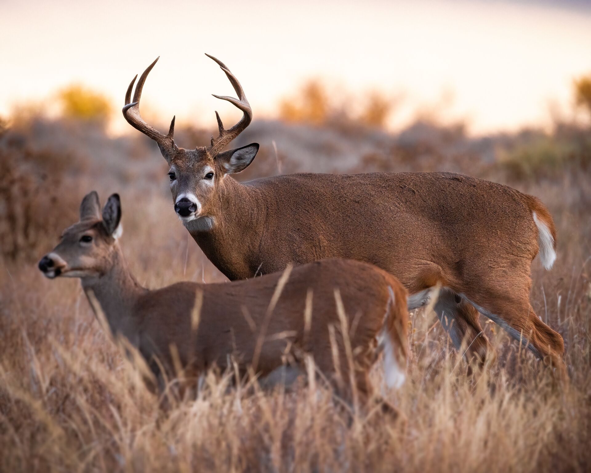 A whitetail buck and doe together in a field, using deer calls for luring in bucks concept. 