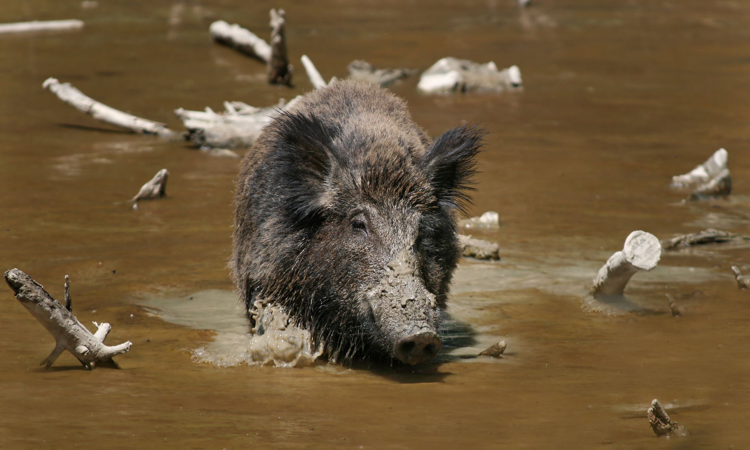 A wild hog in the mud, hunting wild hogs concept. 