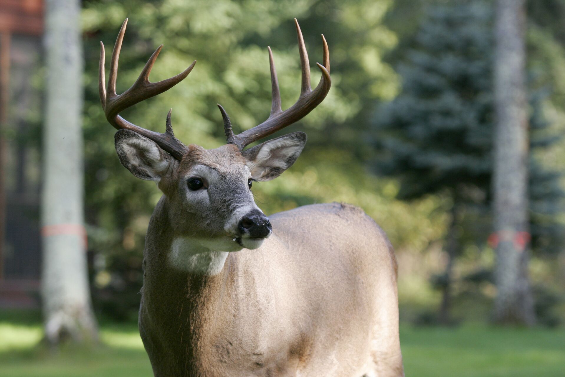 A whitetail buck near the woods, hunting in Louisiana concept. 