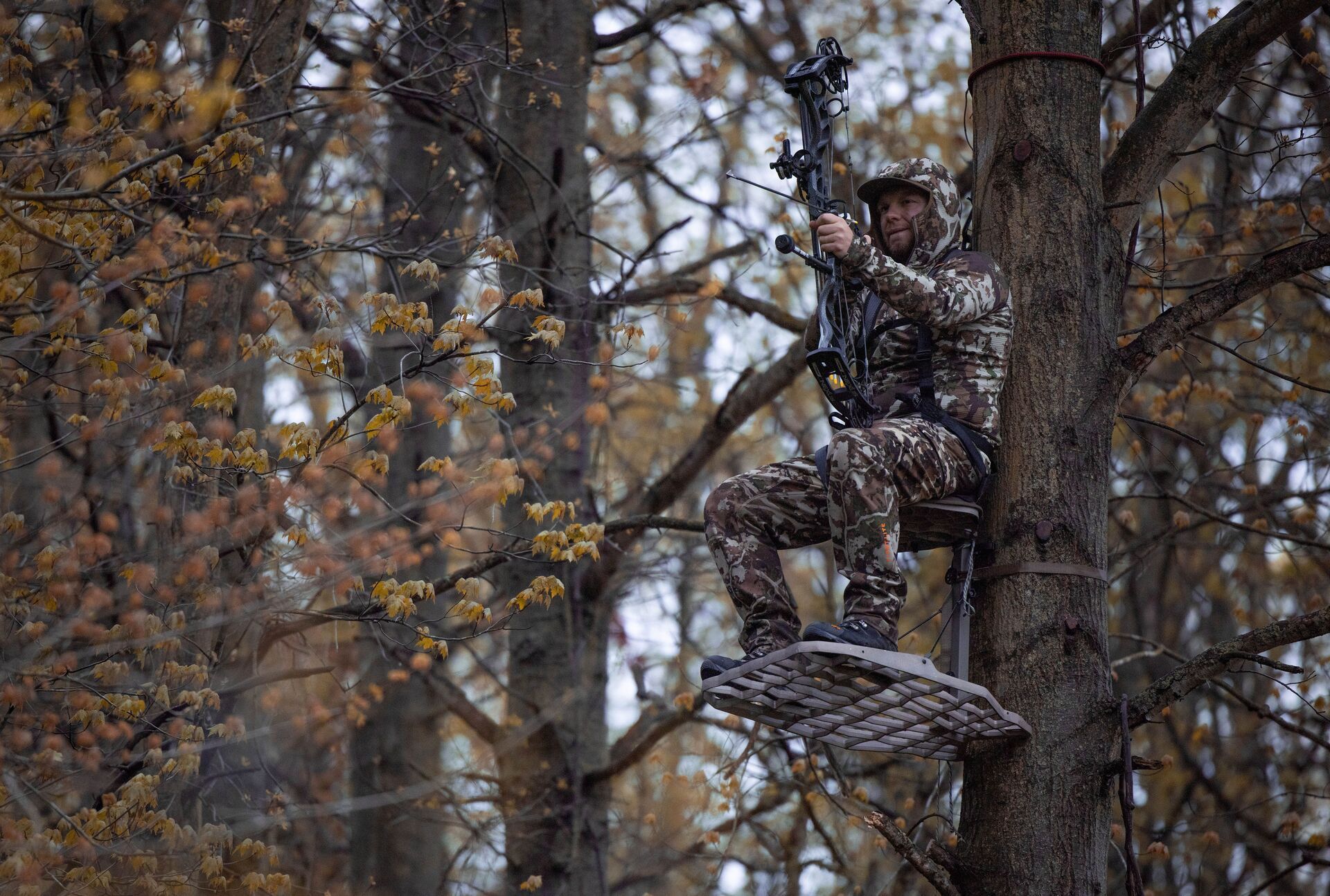 A hunter in a tree stand takes aim with a bow, doe vs button buck concept. 