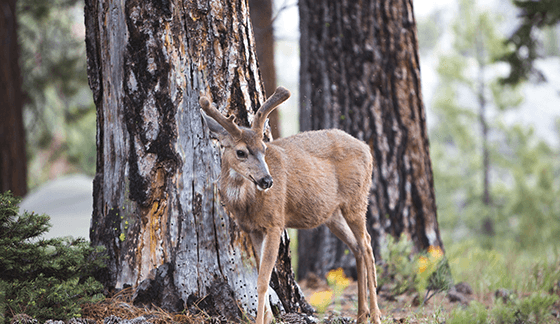 A deer standing near a tree, photography tips for hunting influencers. 