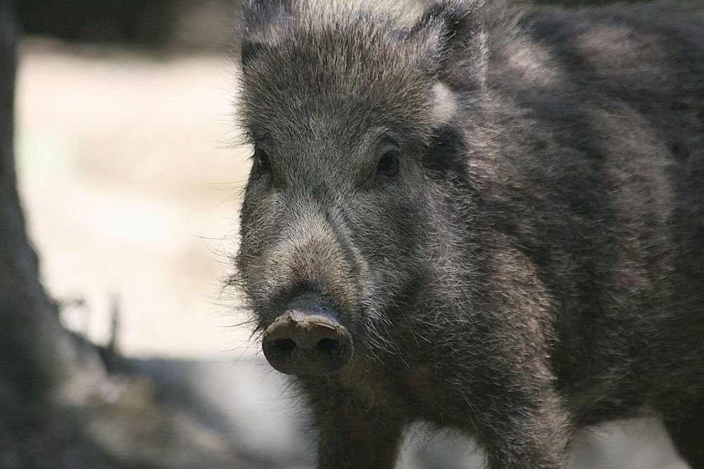 Everything To Know About Wild Hog Hunting HuntWise