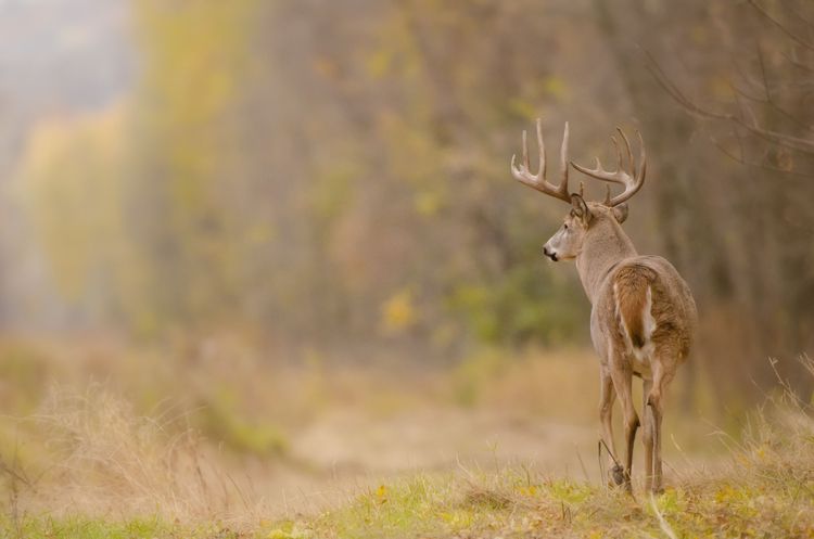 Best Time To Hunt Whitetail Deer Huntwise