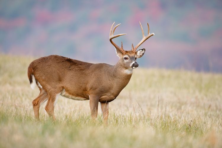 When Is Alabama Deer Season HuntWise When is alabama deer season huntwise