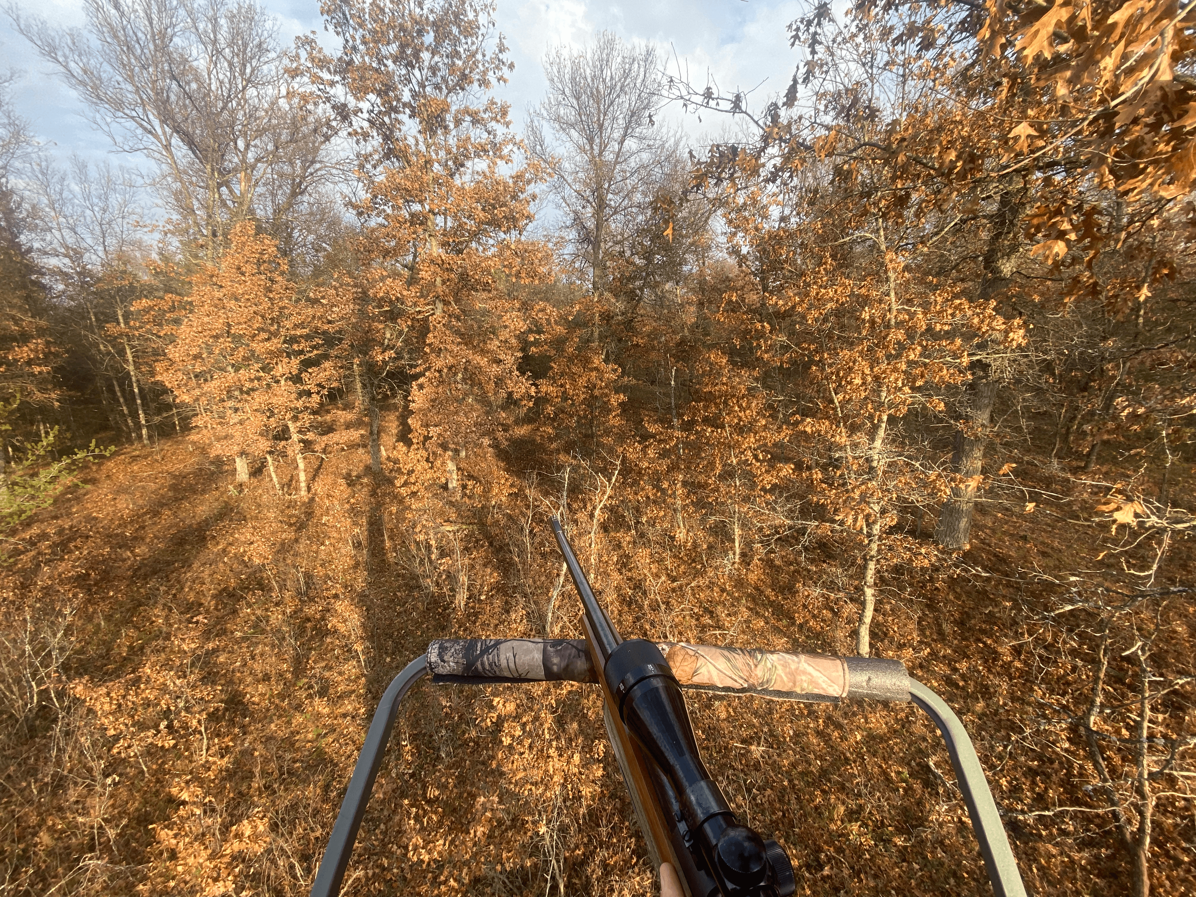 View from a tree stand.