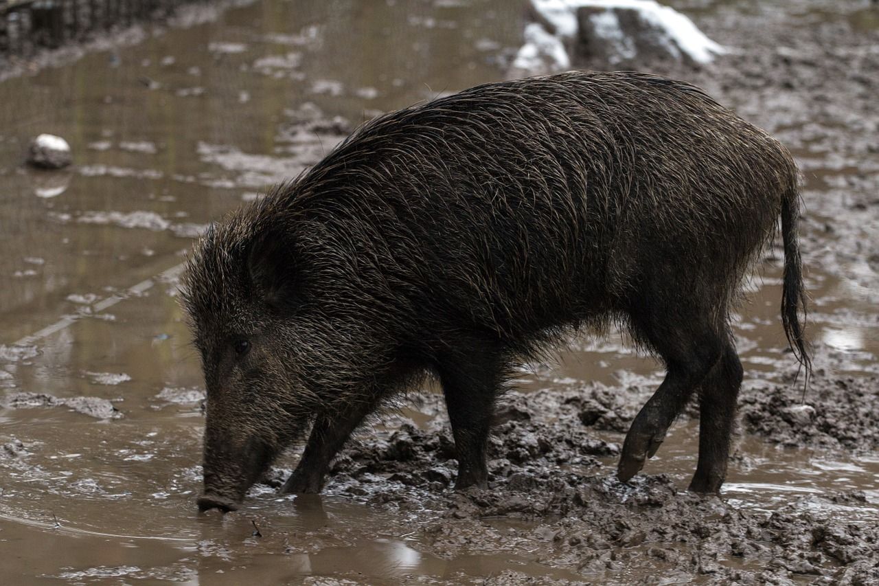 Close-up of a wild hog in the mud, wild hog facts concept. 