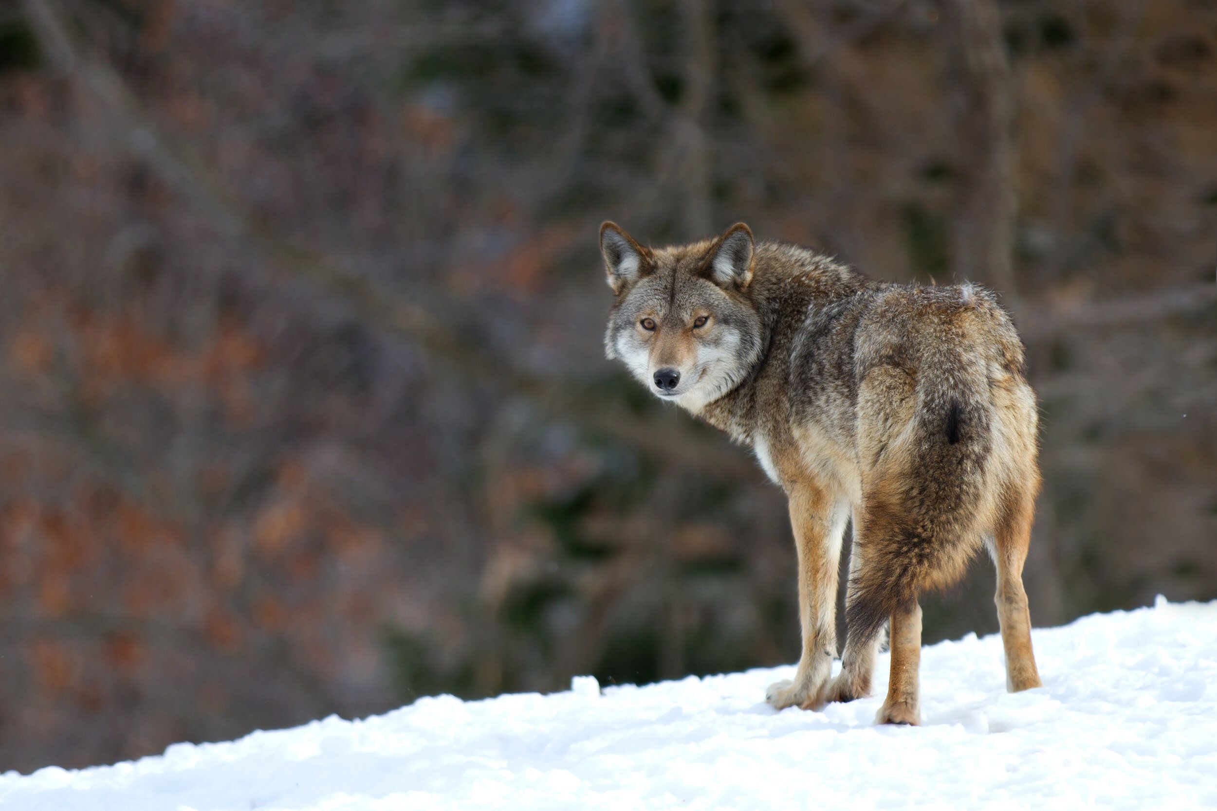 A single coyote watches, coyote hunting concept. 