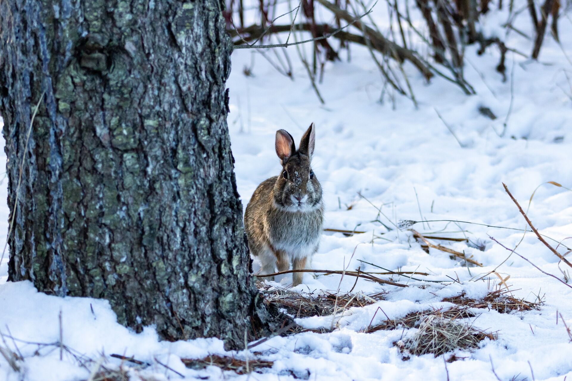 A rabbit by a tree in the snow, how to hunt rabbit concept. 